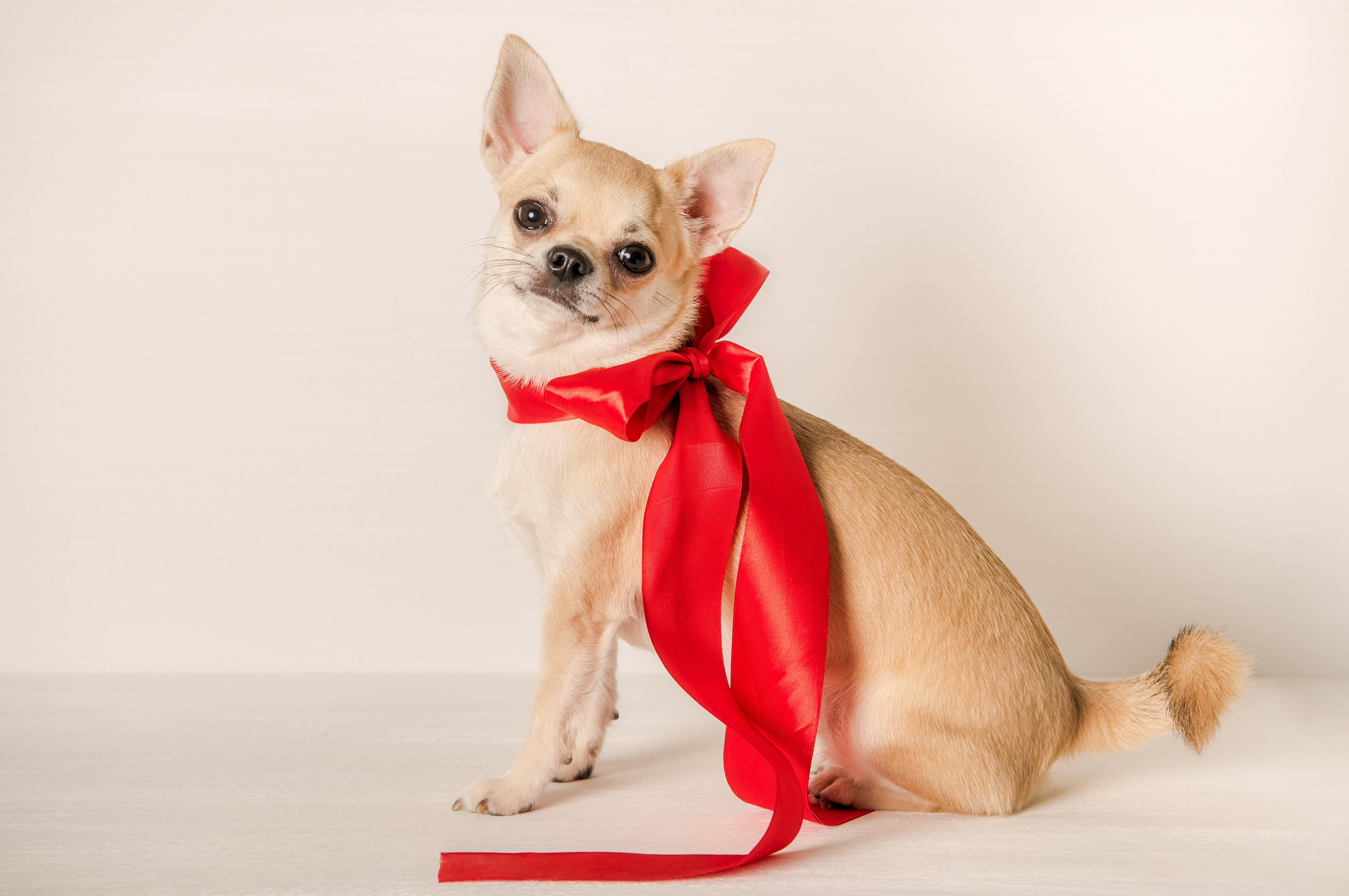 How to Put Bows in a Chihuahua's Short Hair | Cuteness