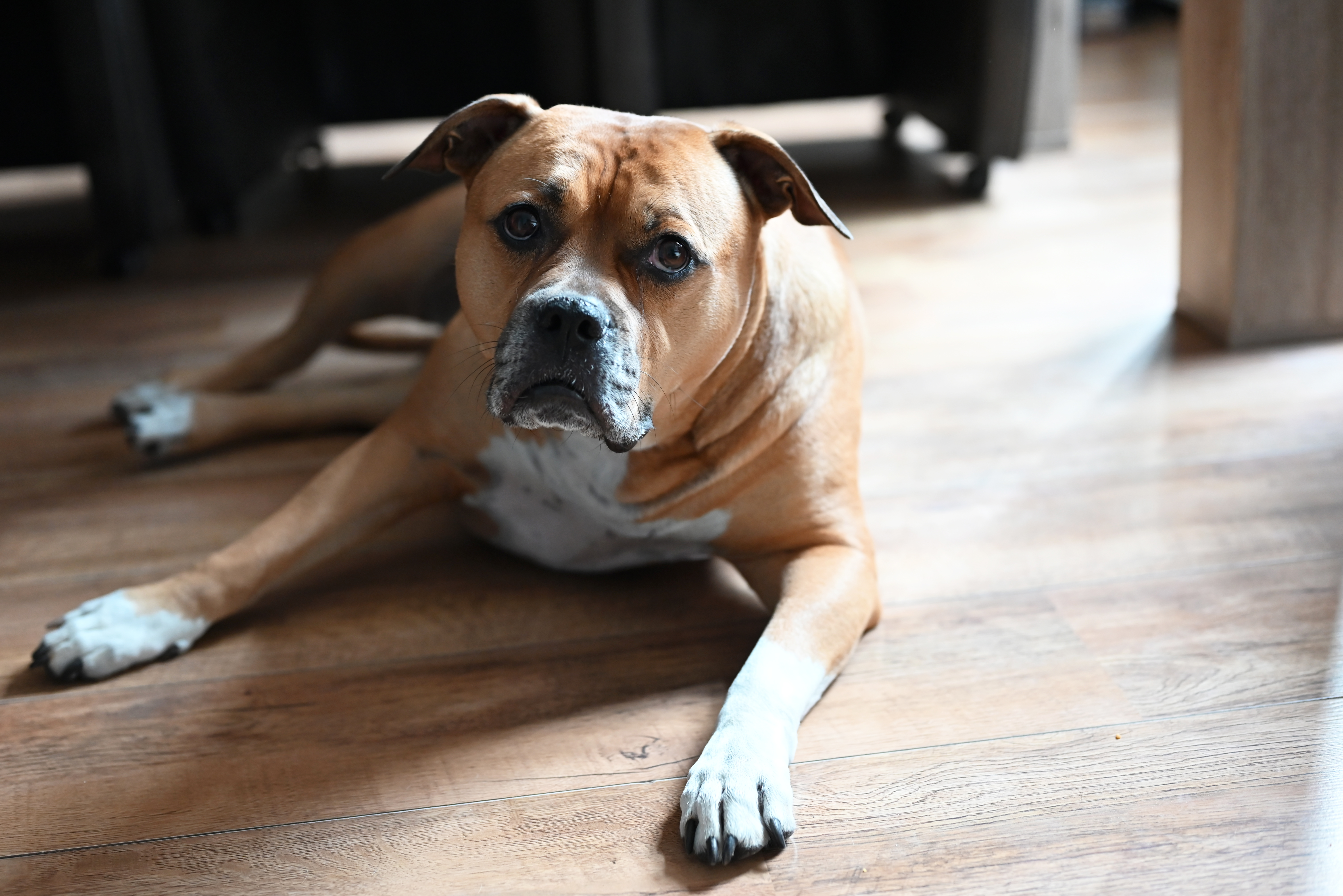 Boxer Mixed With Pit Bull: Your Guide to the Pit Boxer Mix Dog | Cuteness