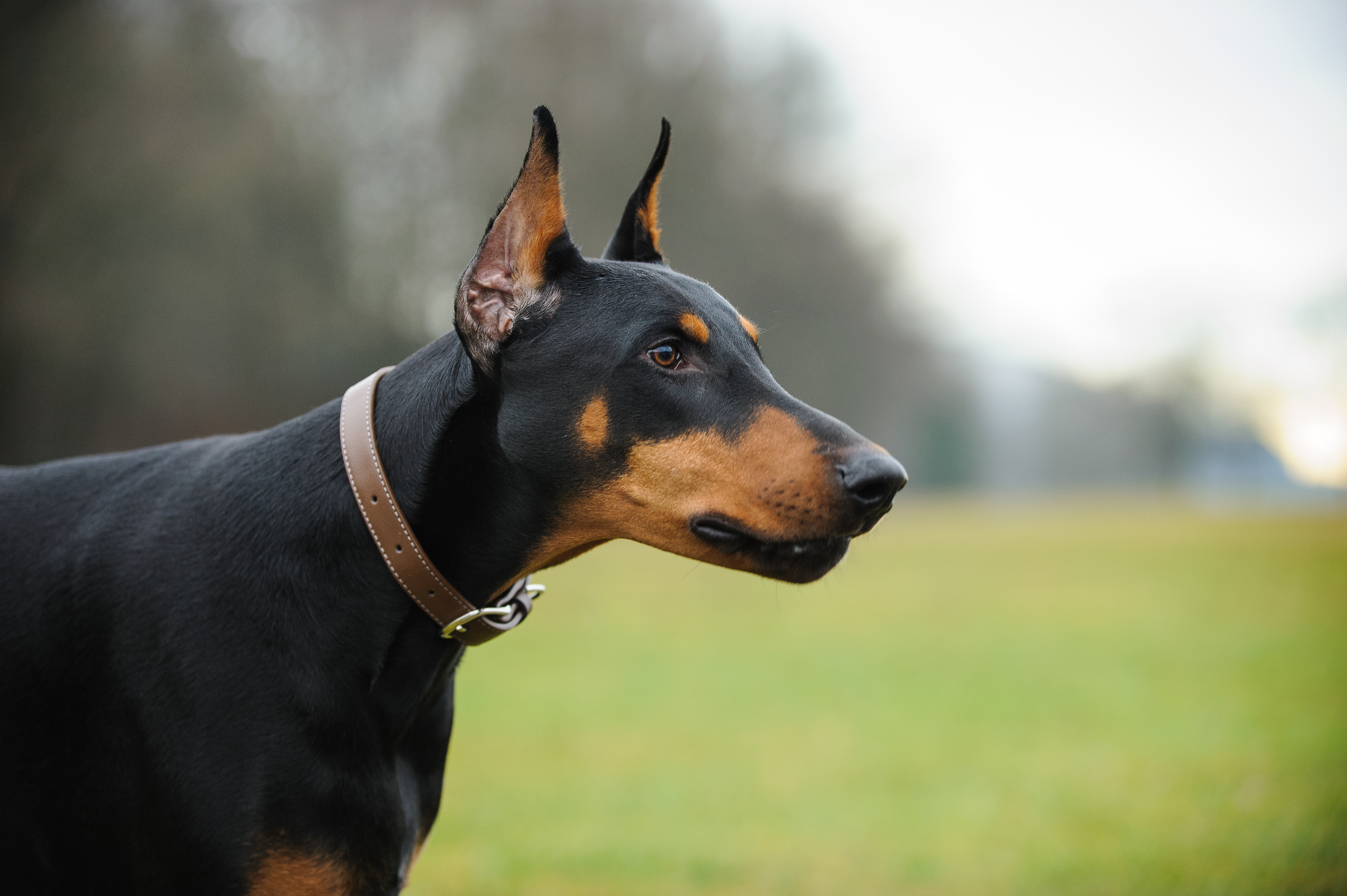 how much male doberman weight