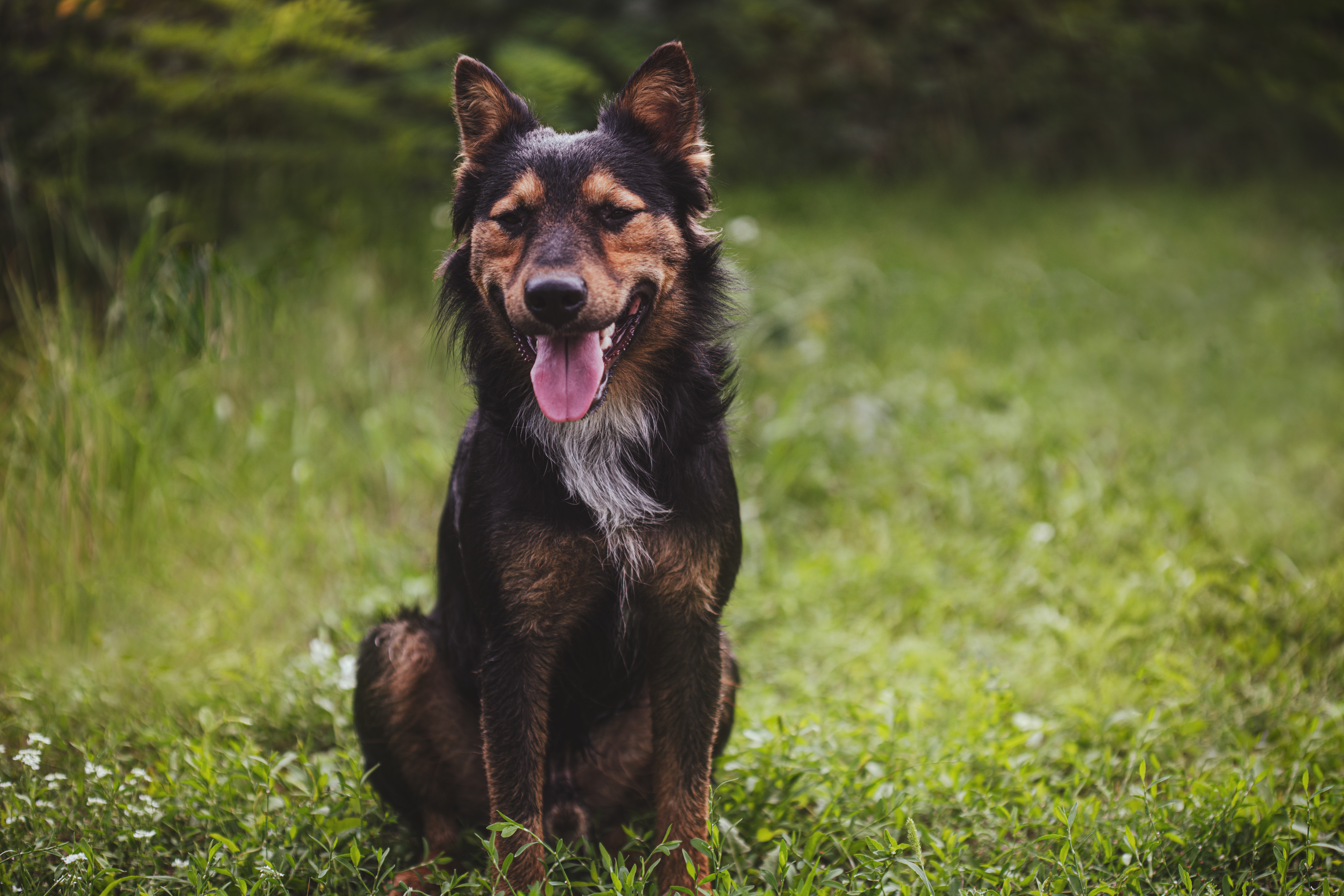 what are some german names for dogs