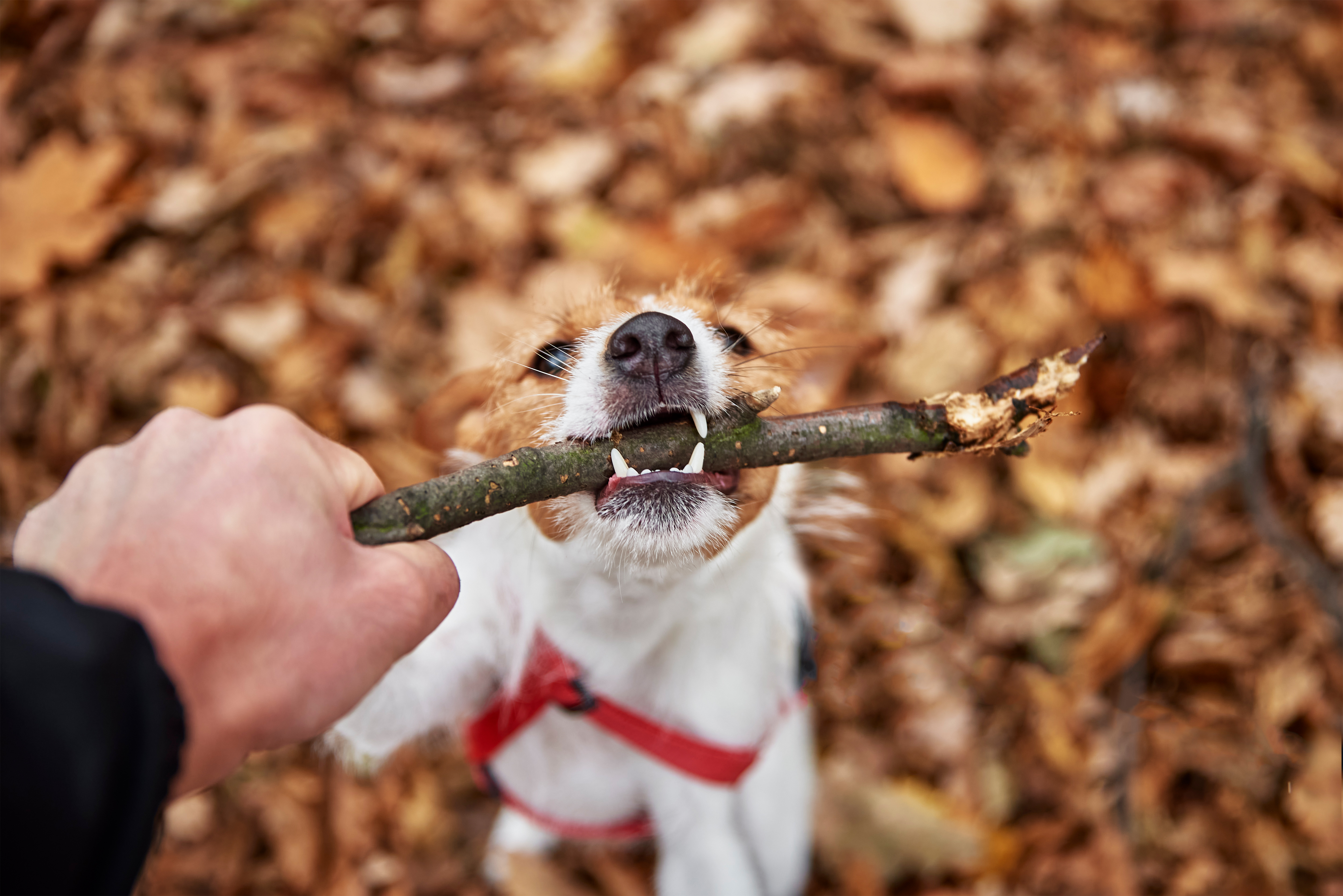 are tree sticks safe for dogs