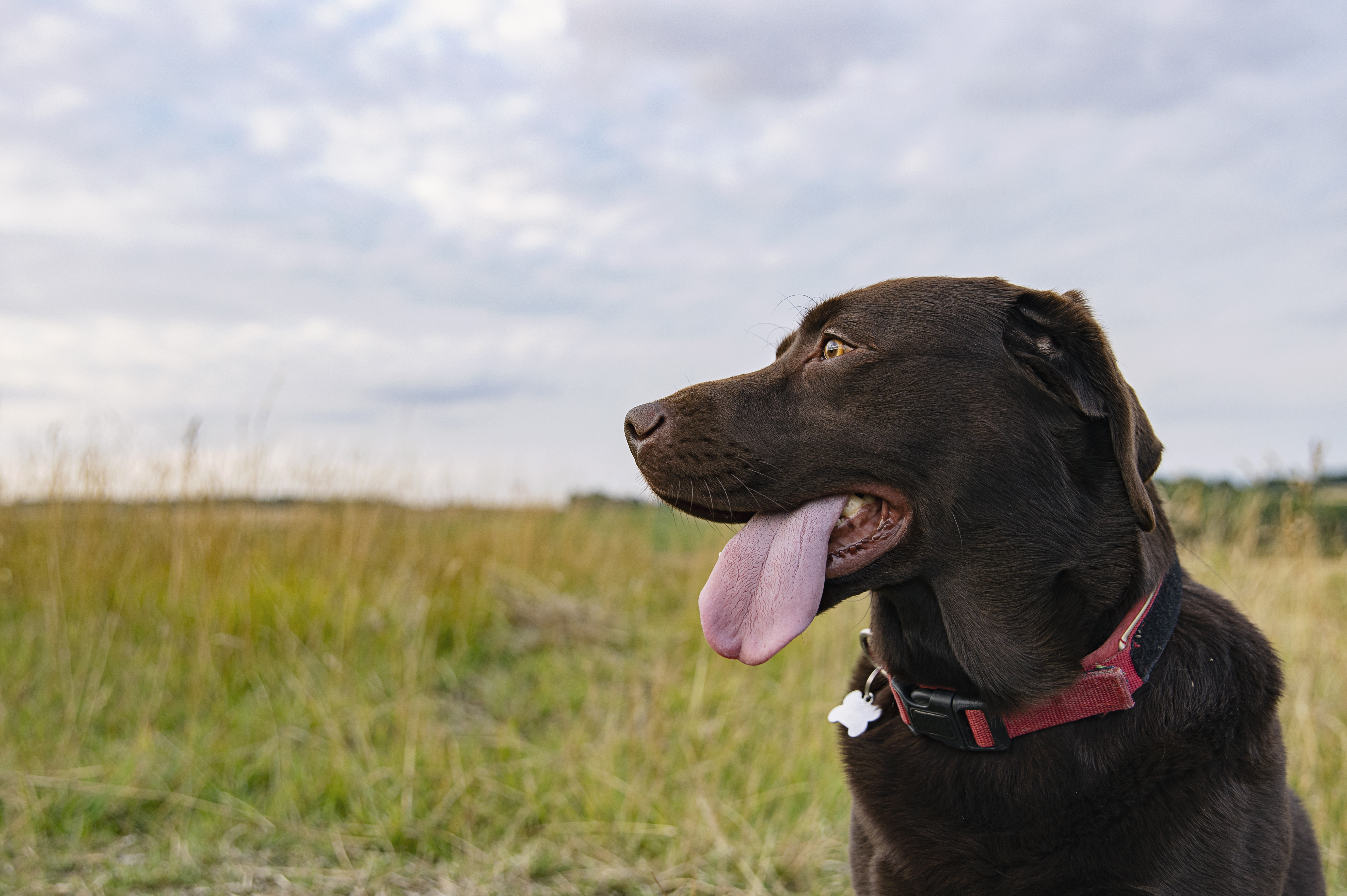 what causes a dogs tongue to turn white