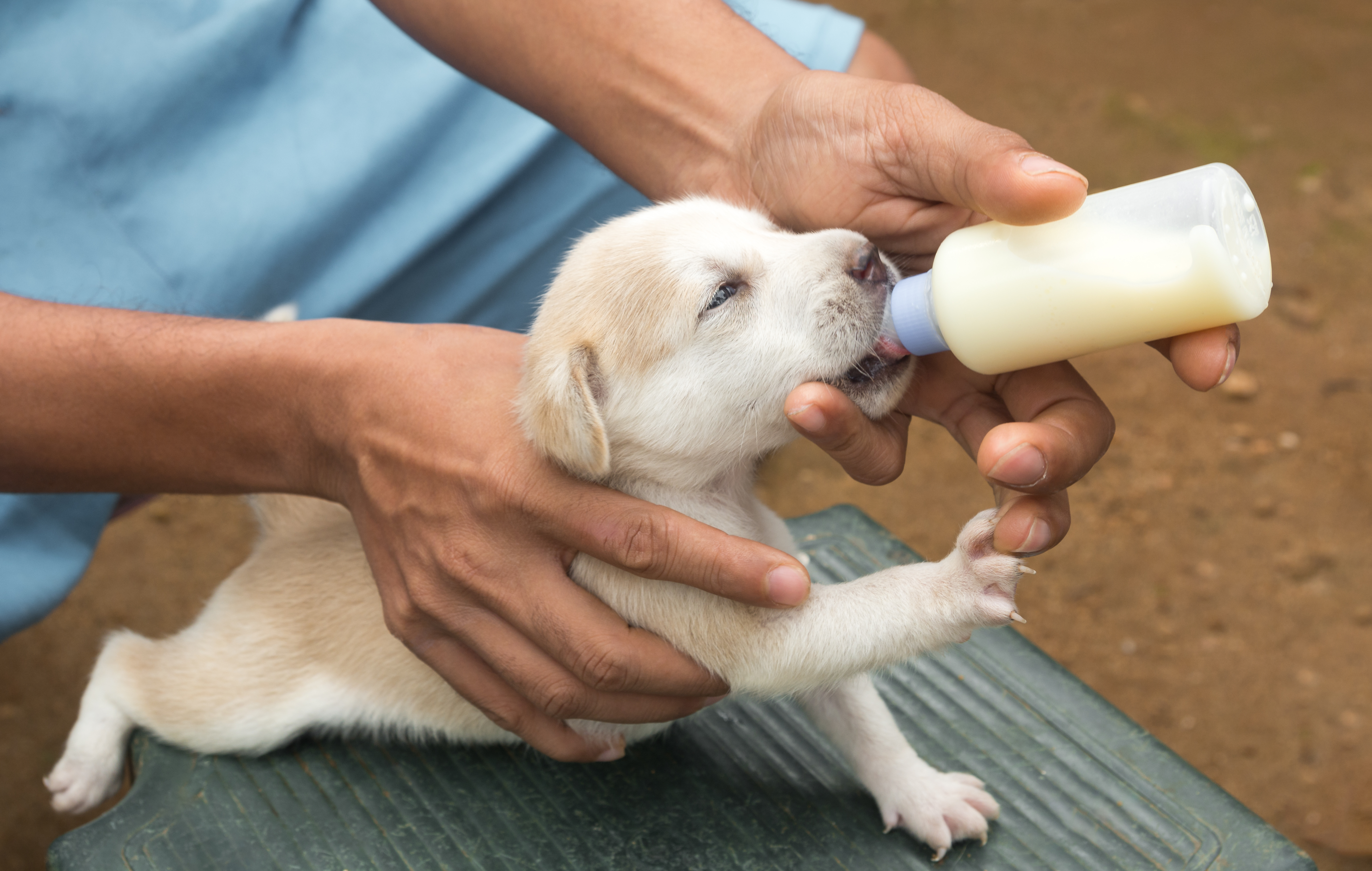 how do you know if puppies are getting milk