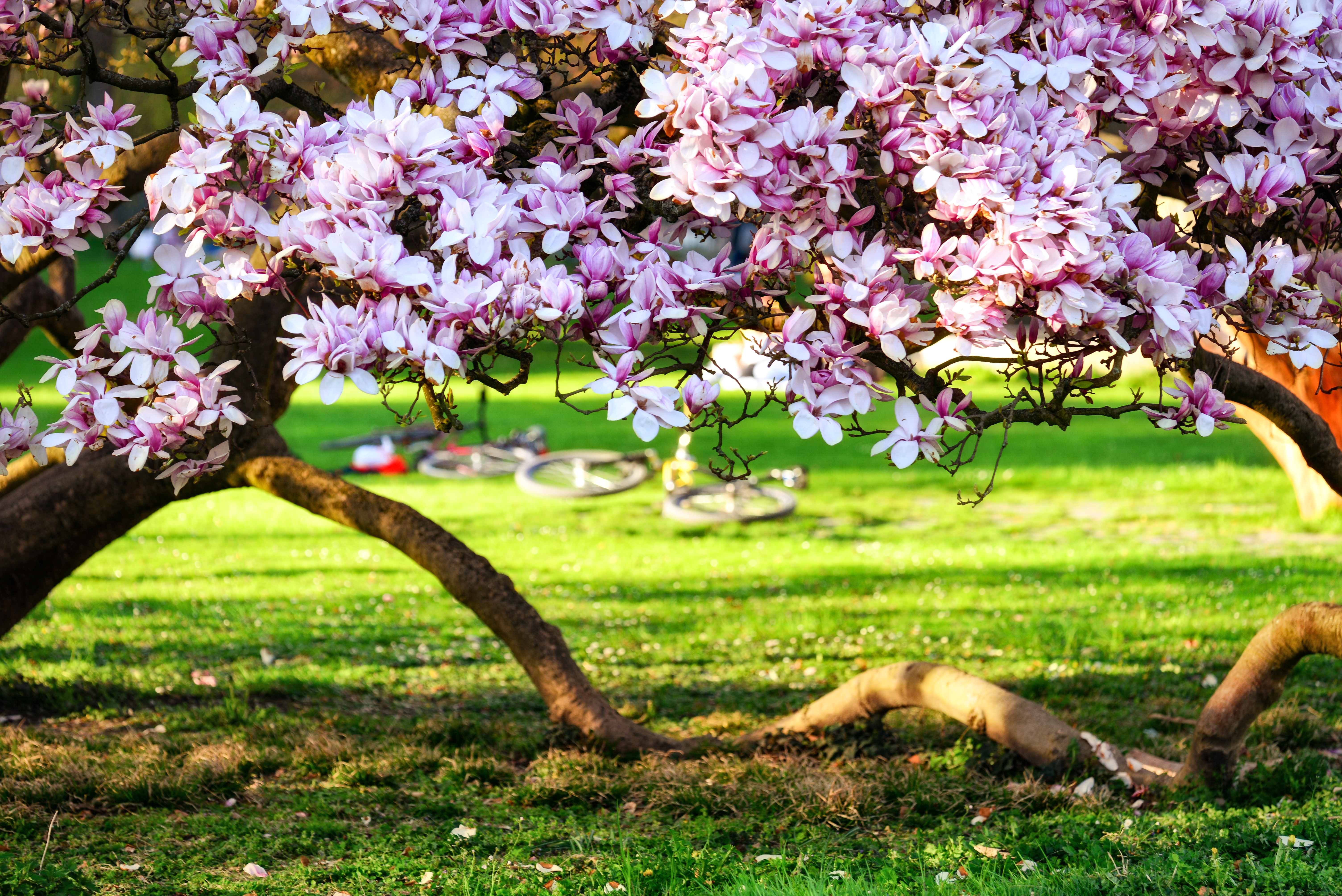 are weeping cherry trees toxic to dogs