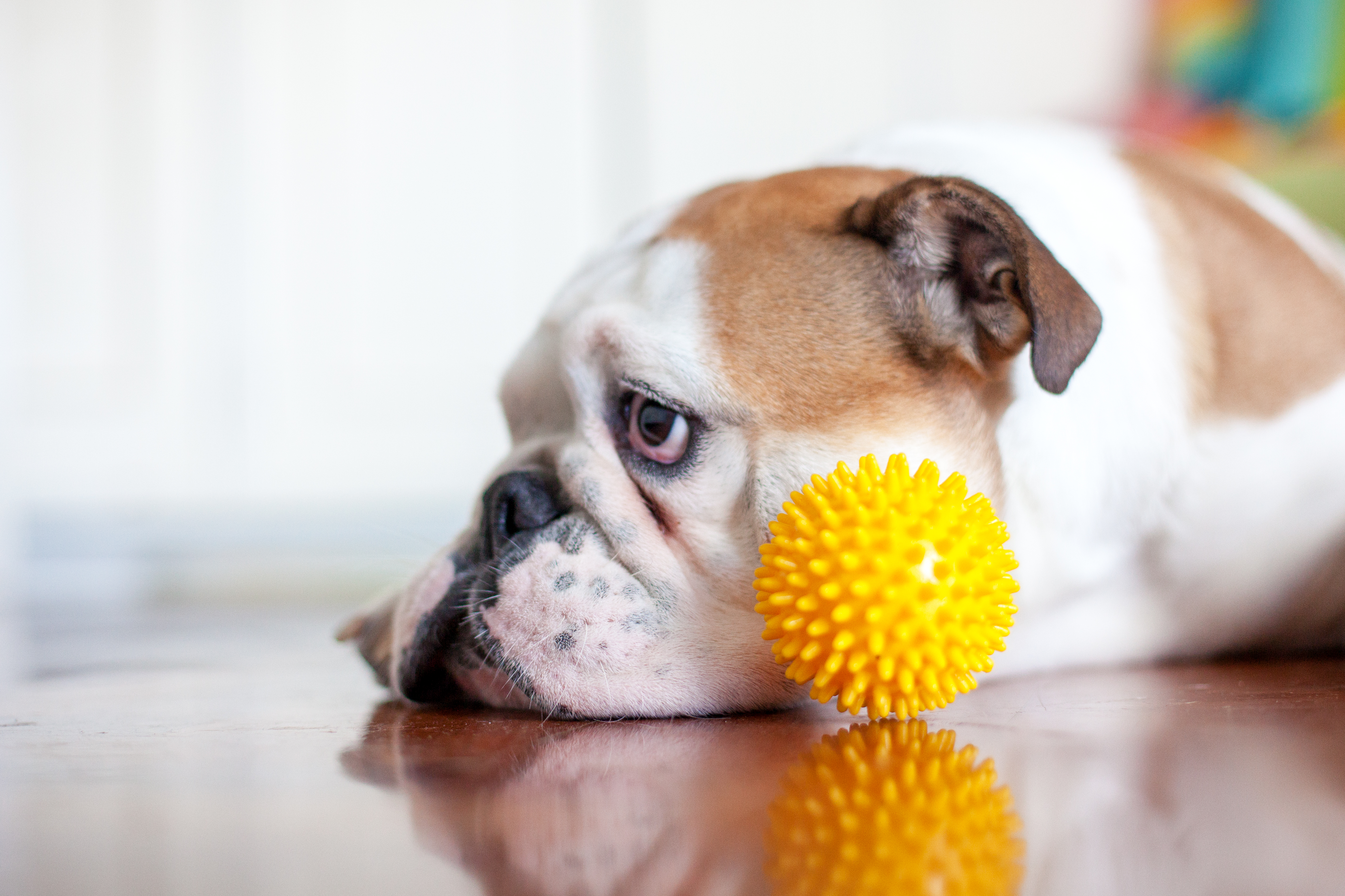 what causes dog hyperplasia