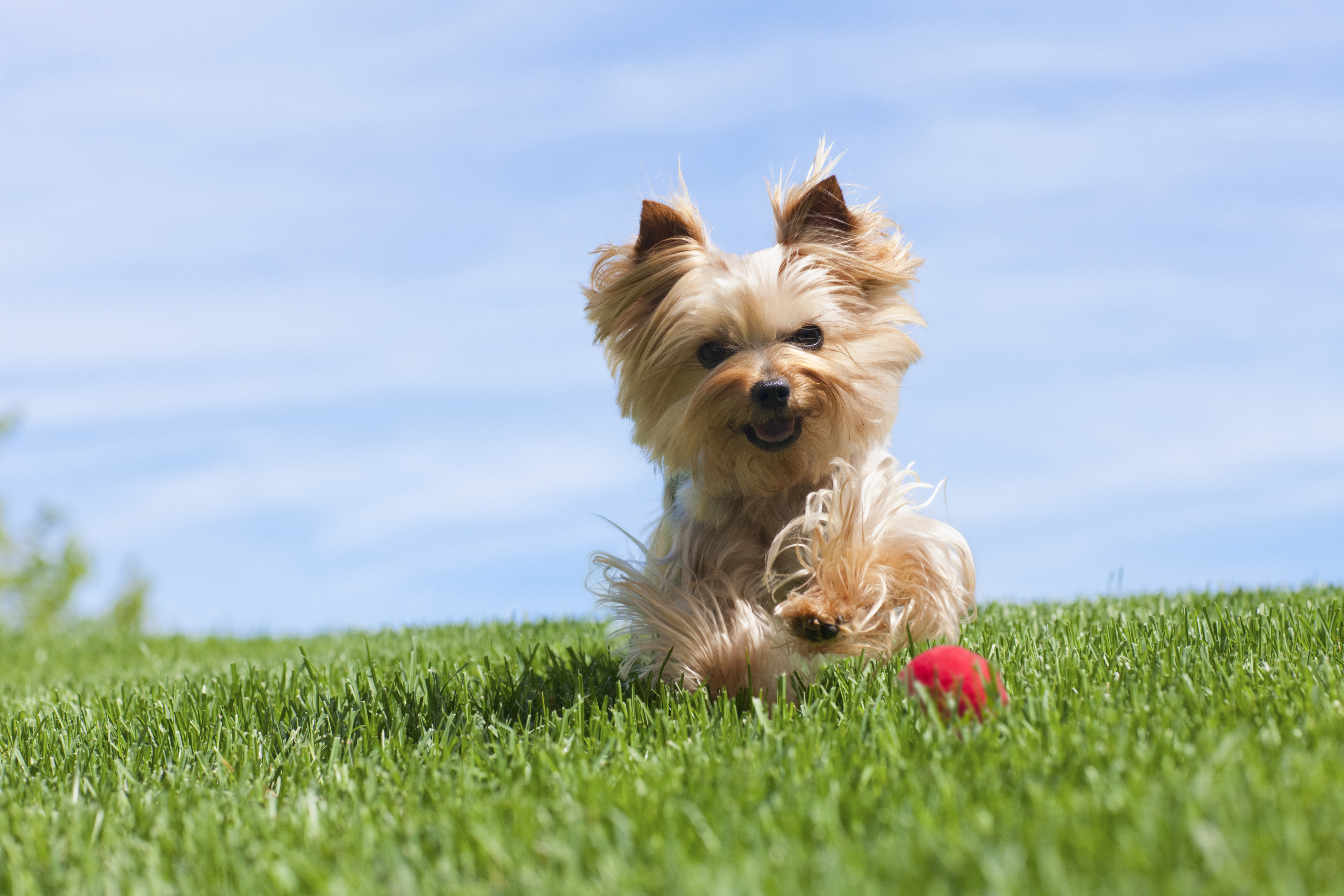 what is the difference between teacup yorkie and regular yorkie