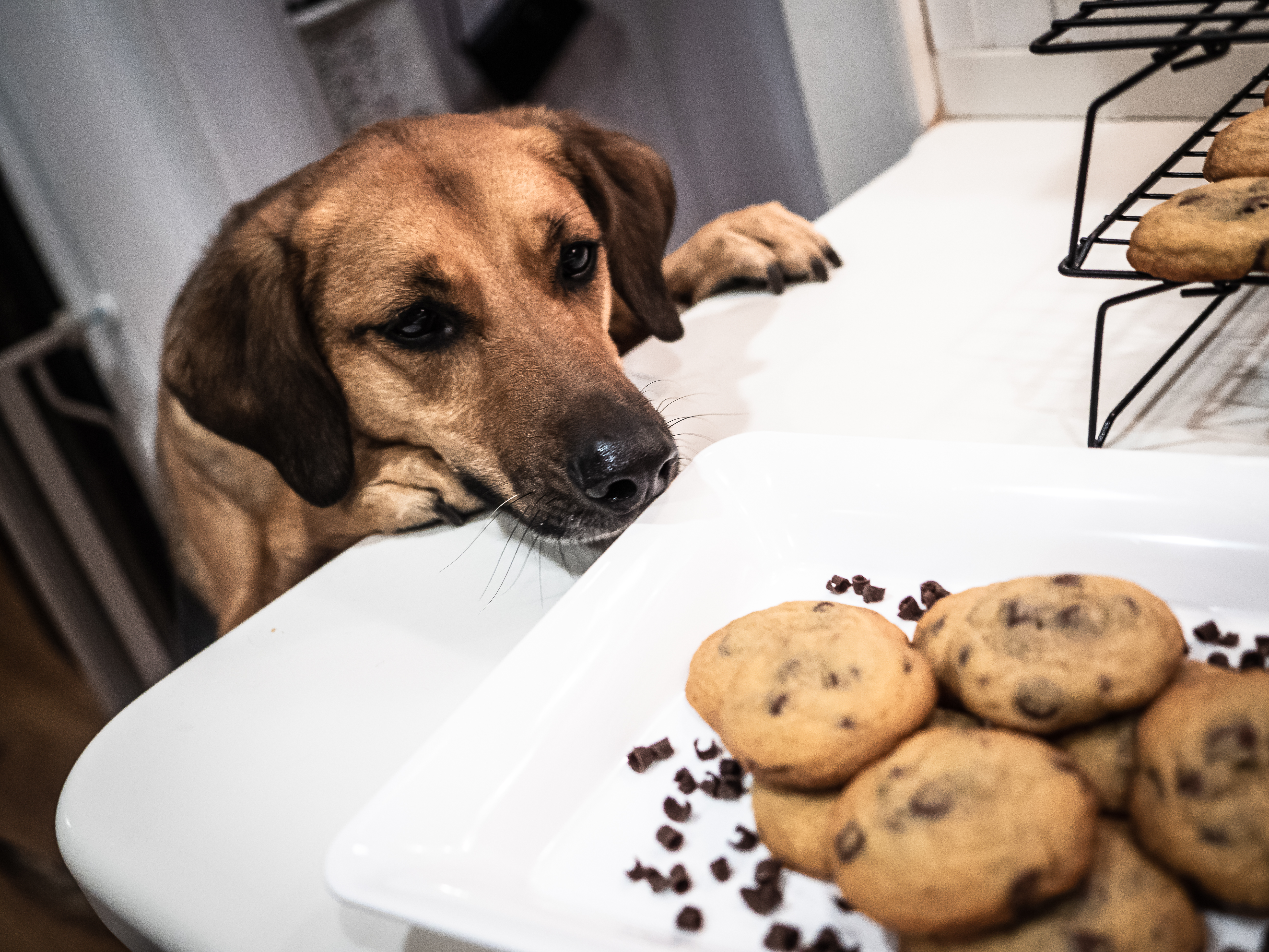 can black pepper kill dogs