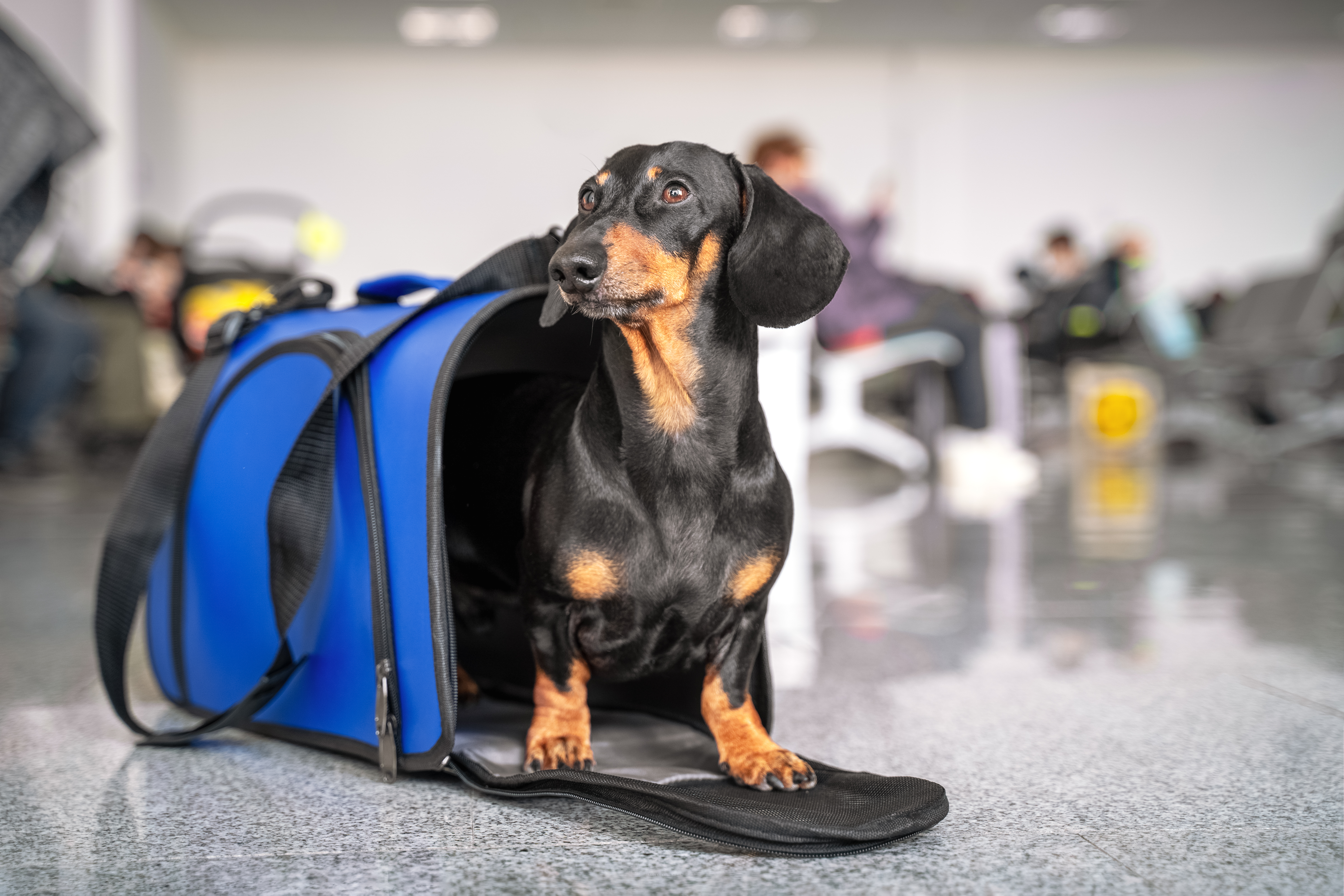 how much does it cost to send a dog on an airplane