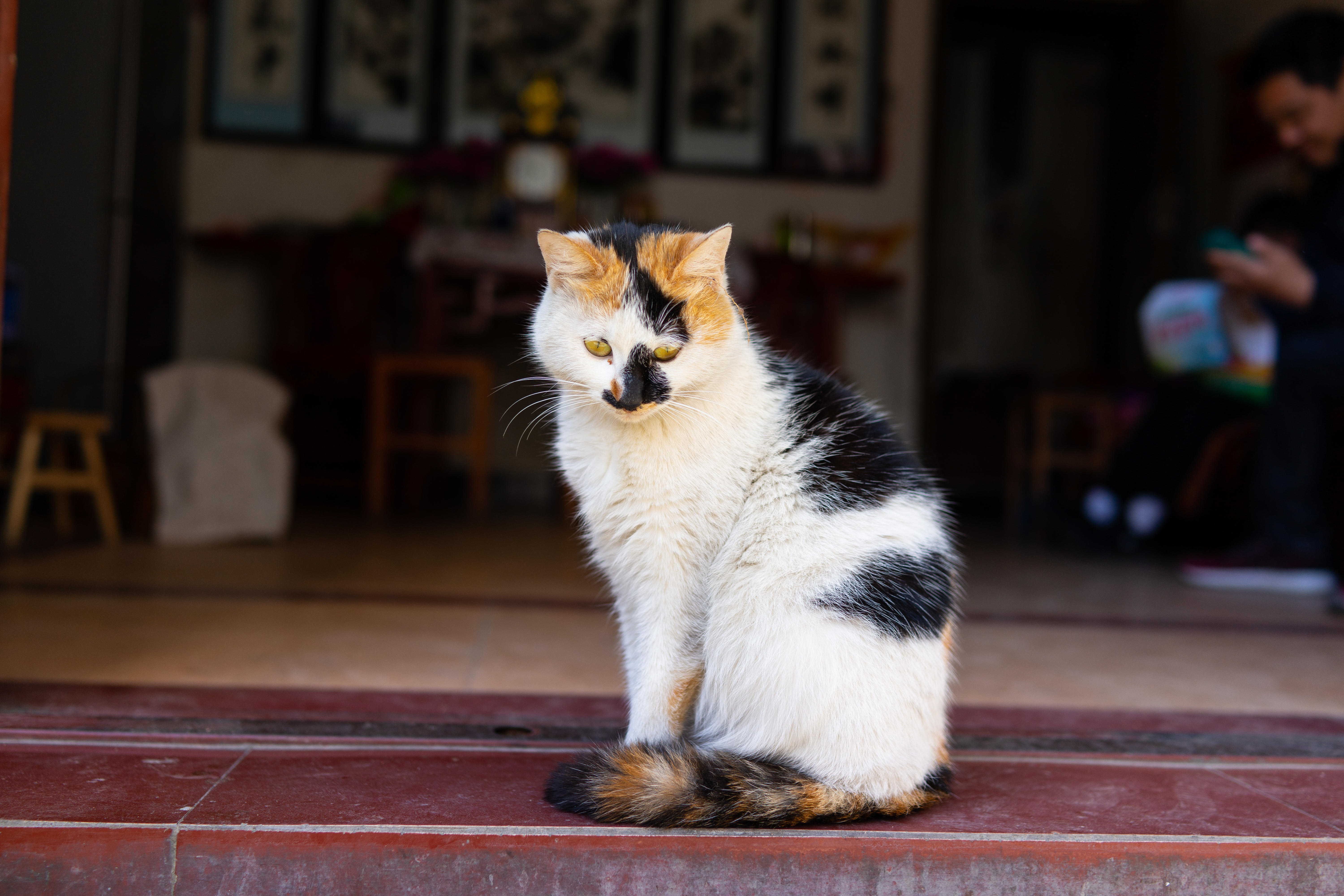 The Average Weight of Female Calicos Cats | Cuteness