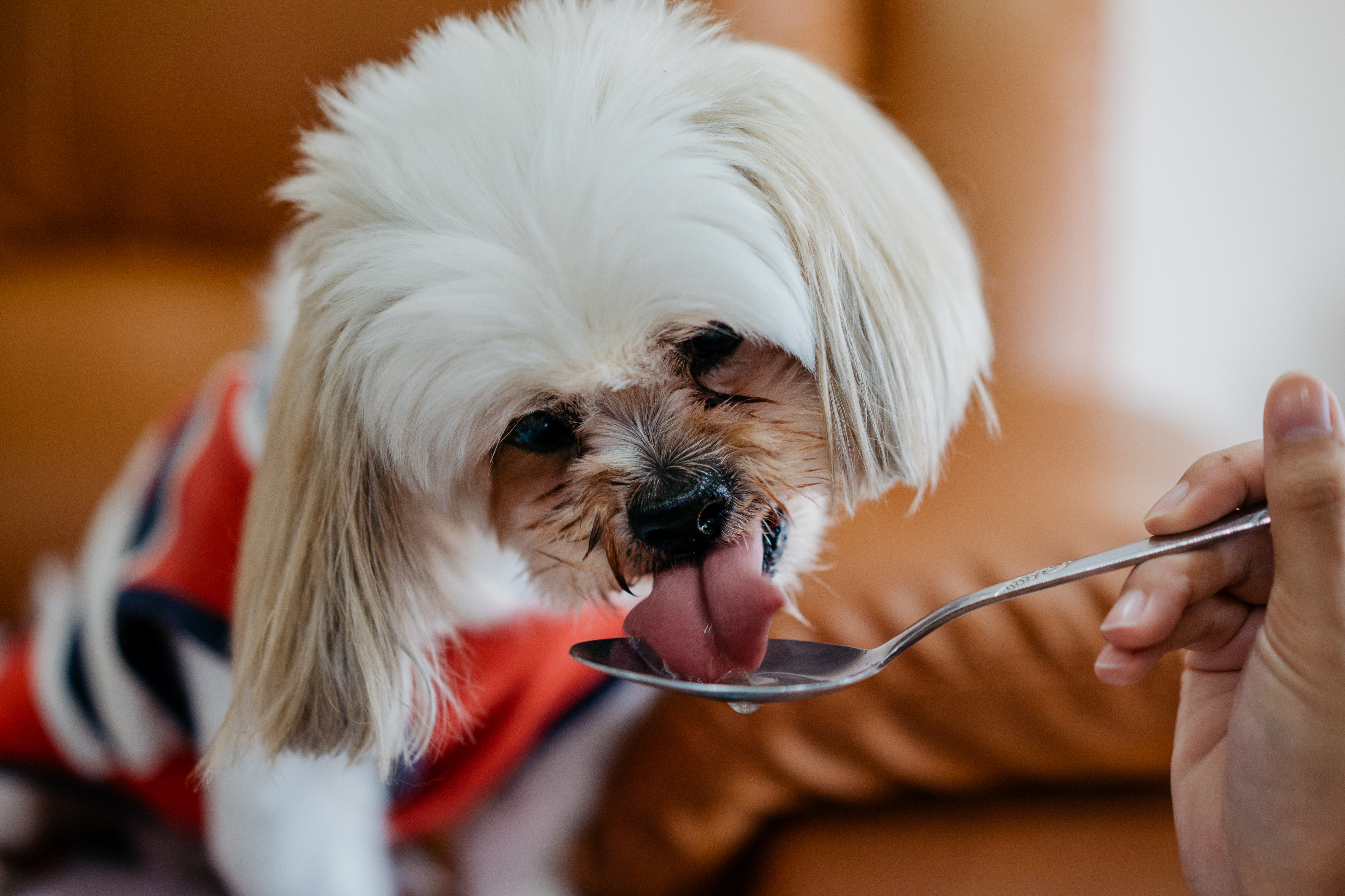 can dogs and cats eat oysters