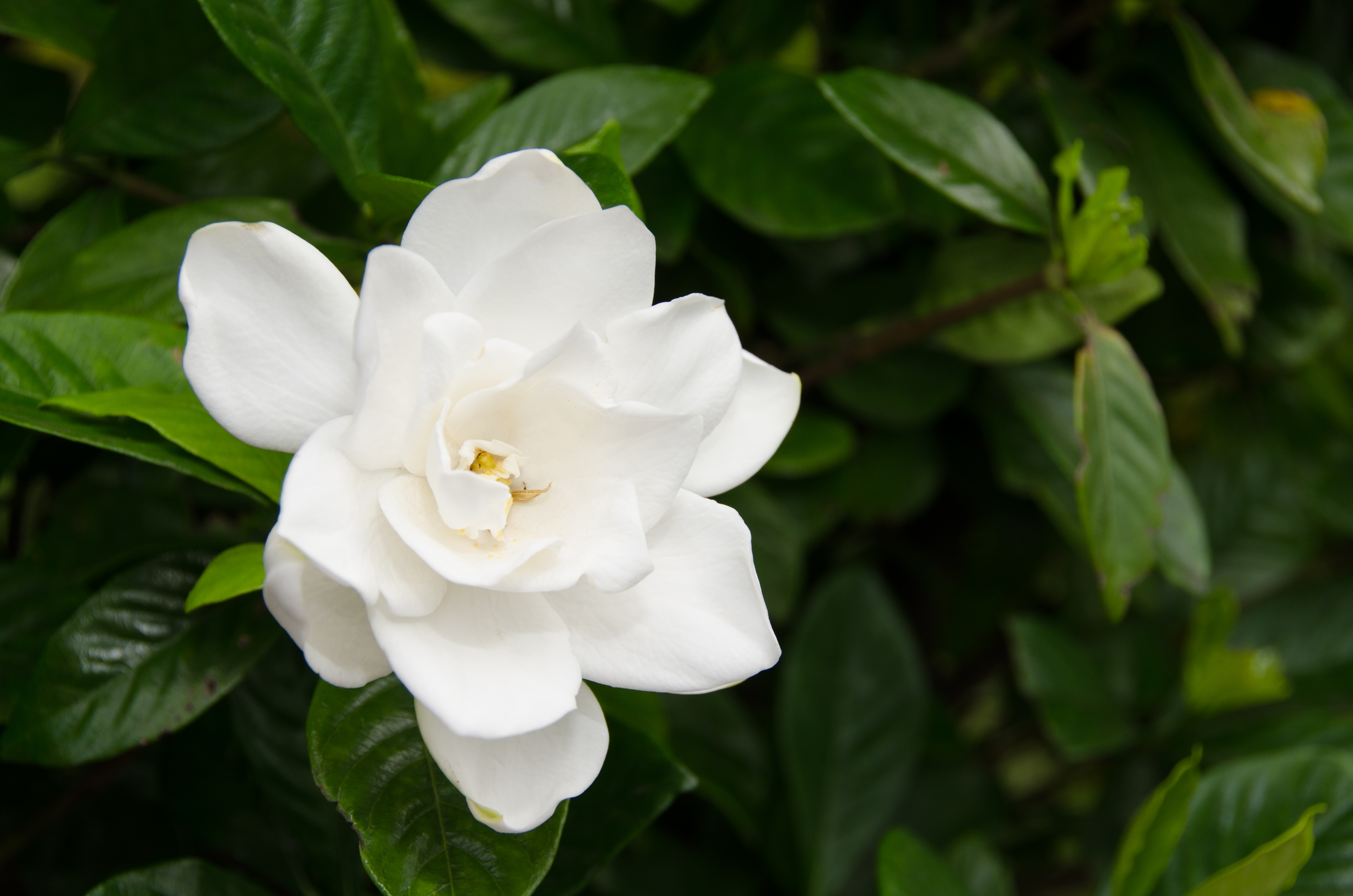 What to Do if a Gardenia Bush Freezes | eHow