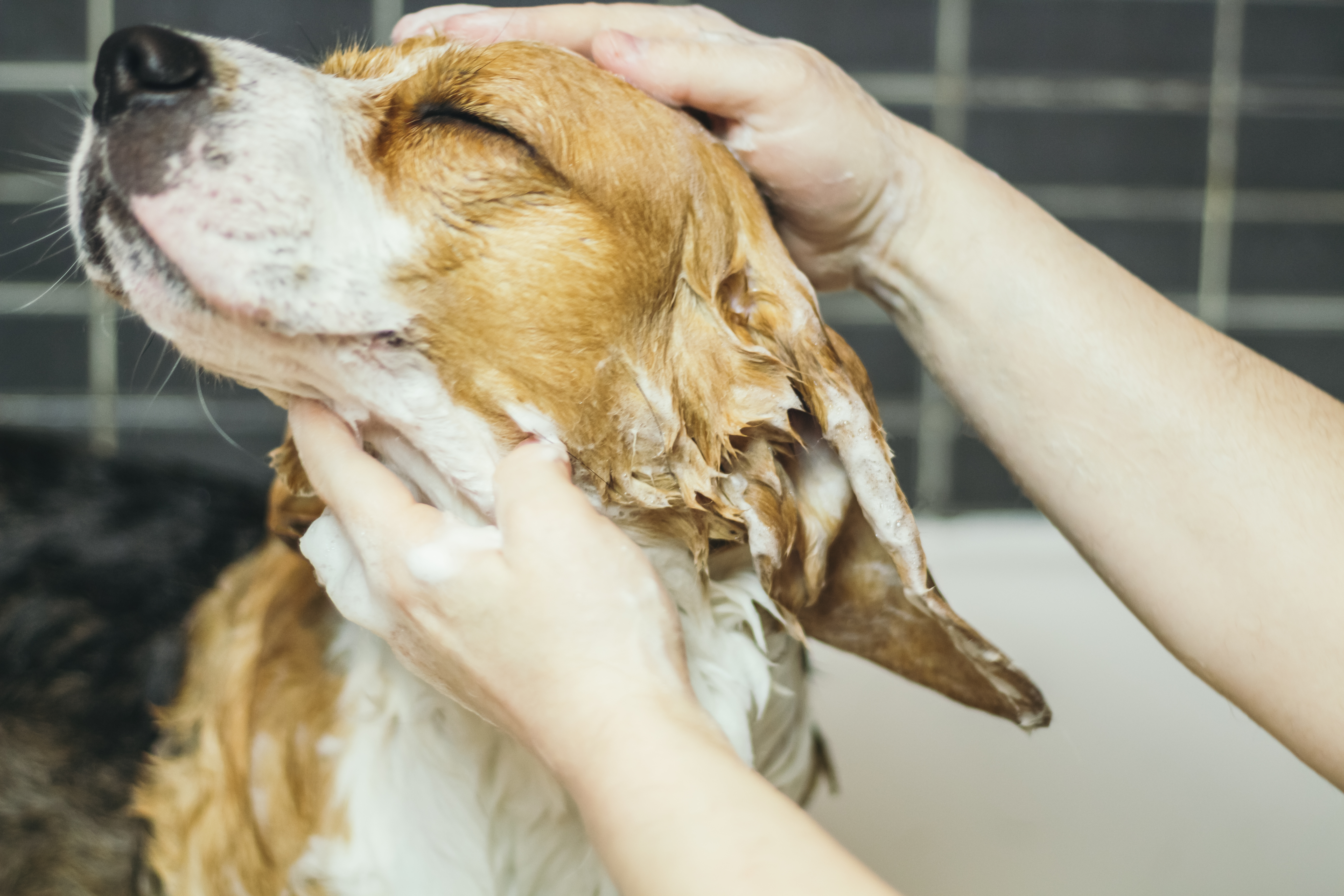 are bubble baths safe for dogs