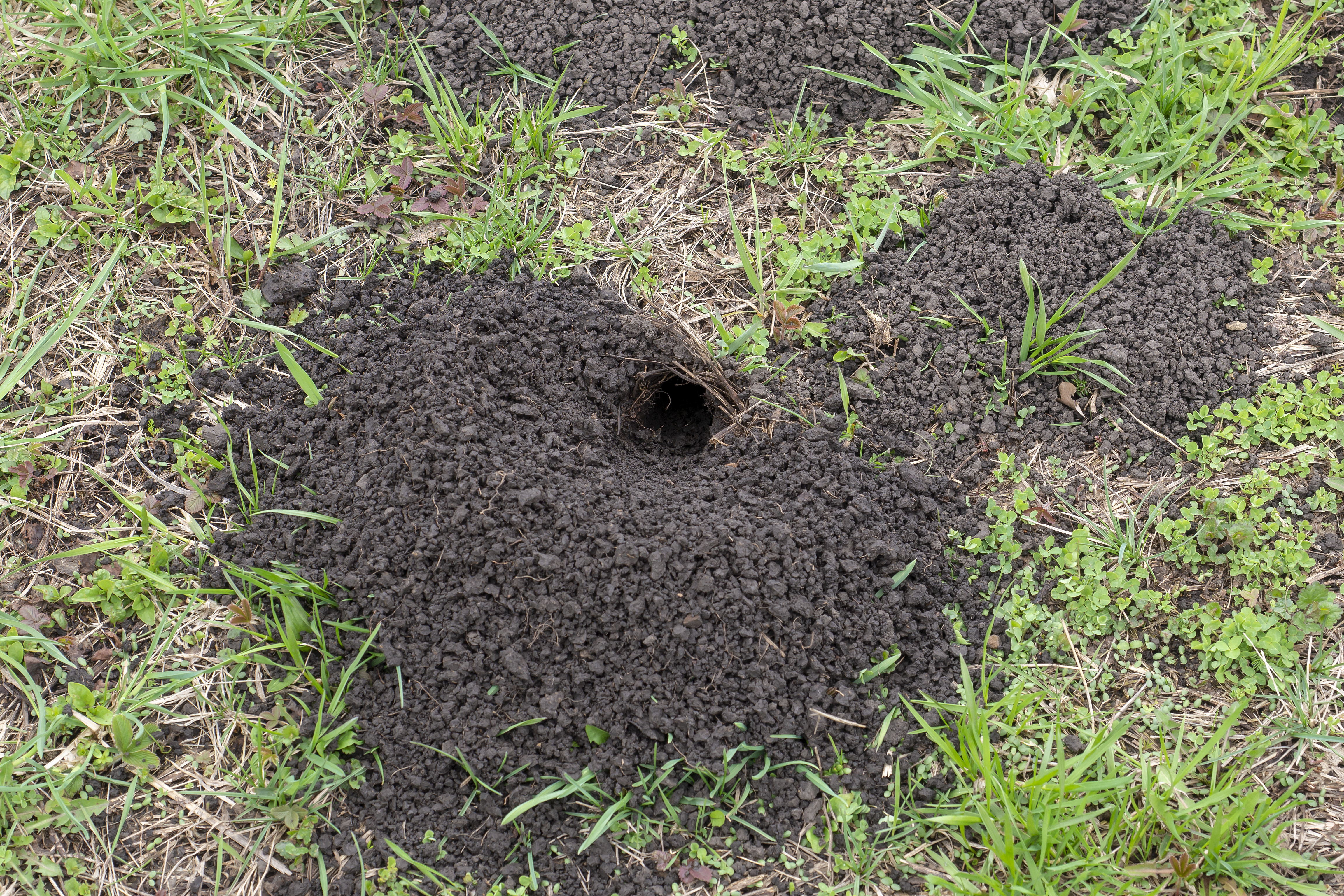 How to Tell a Mole Hole From a Chipmunk Hole | Hunker