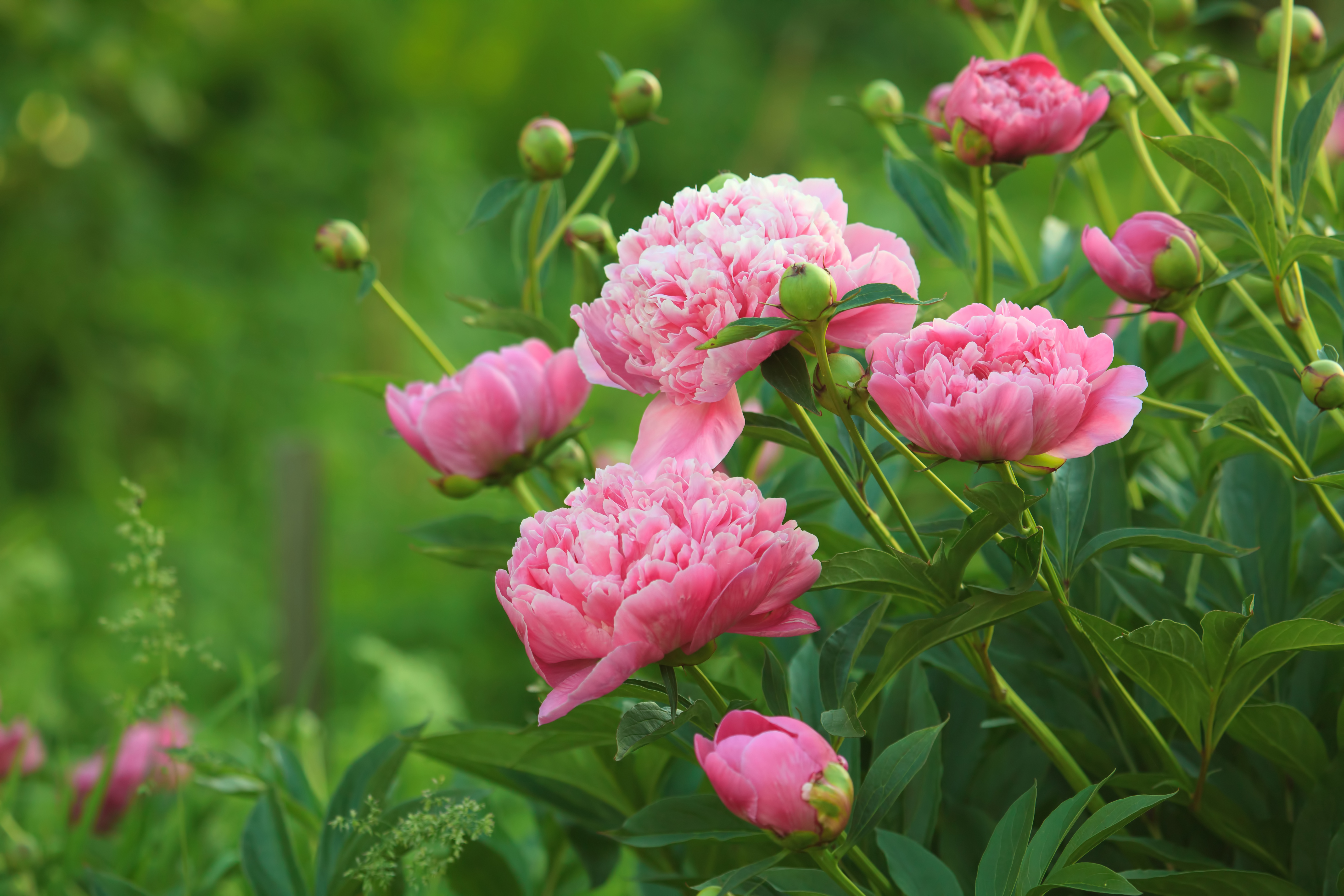 are peonies poisonous to cats or dogs