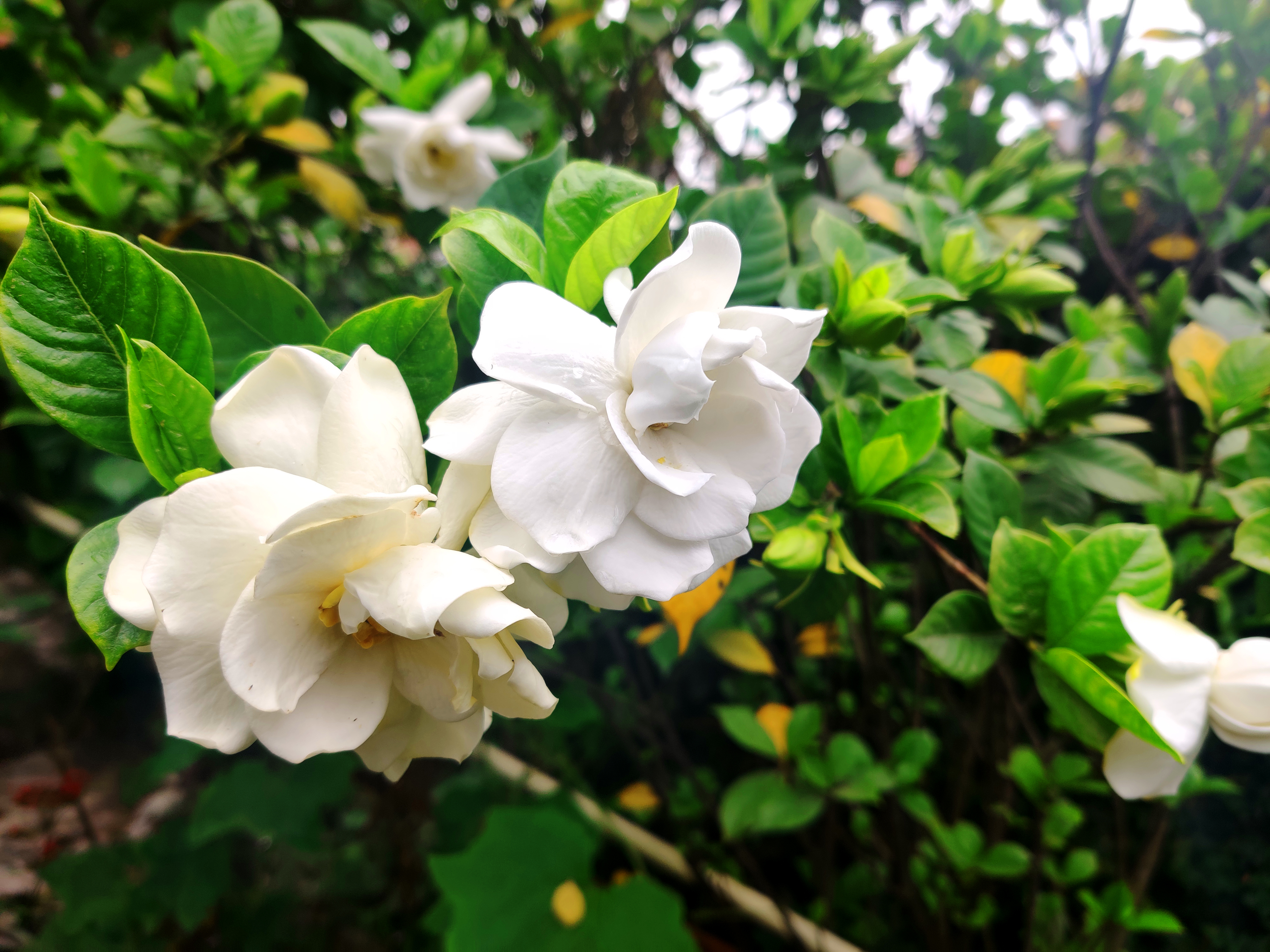 What Can I Do if My Gardenia Plant Is Wilting? | eHow