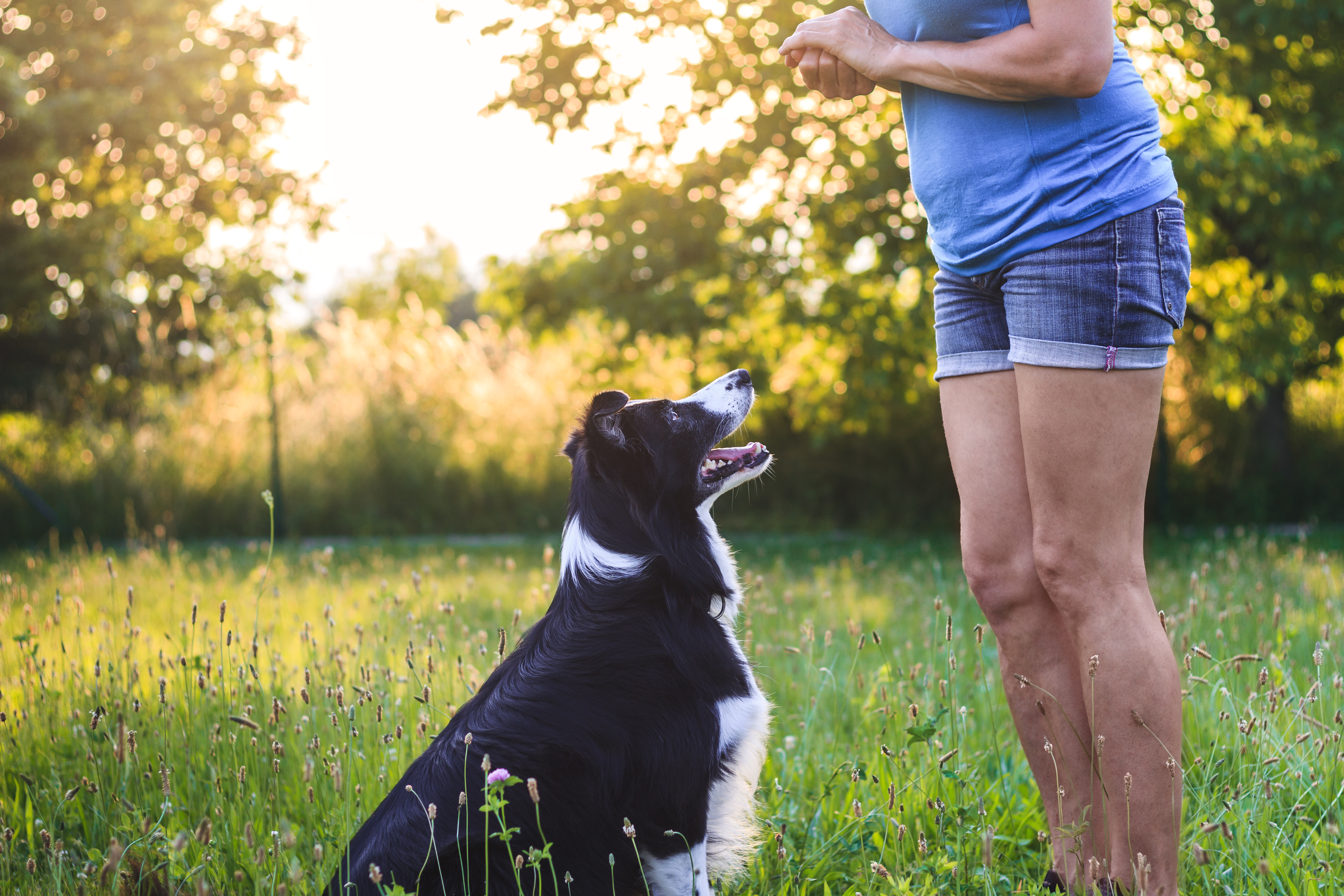 best dog food for muscle atrophy