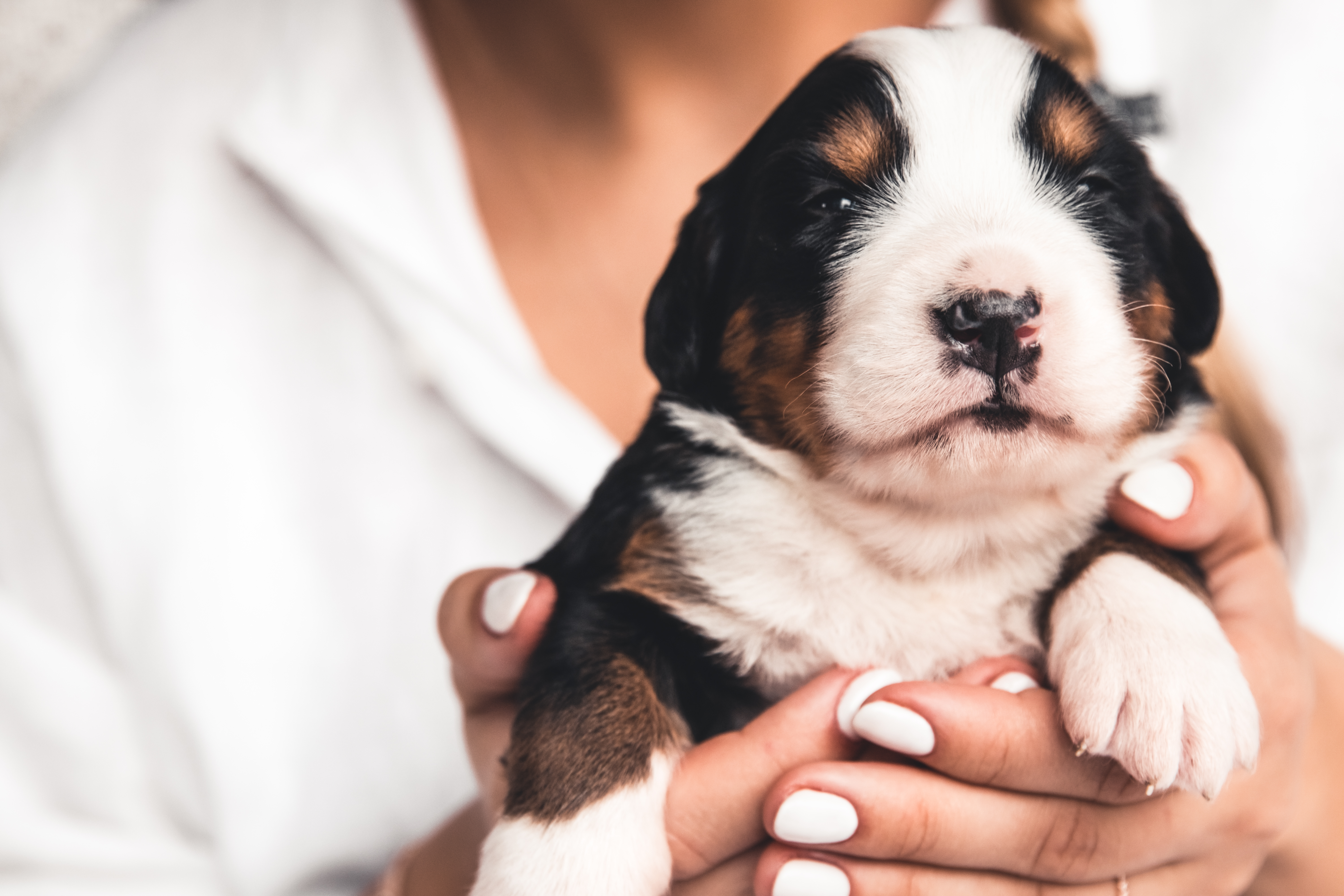 when can puppy meet other dogs