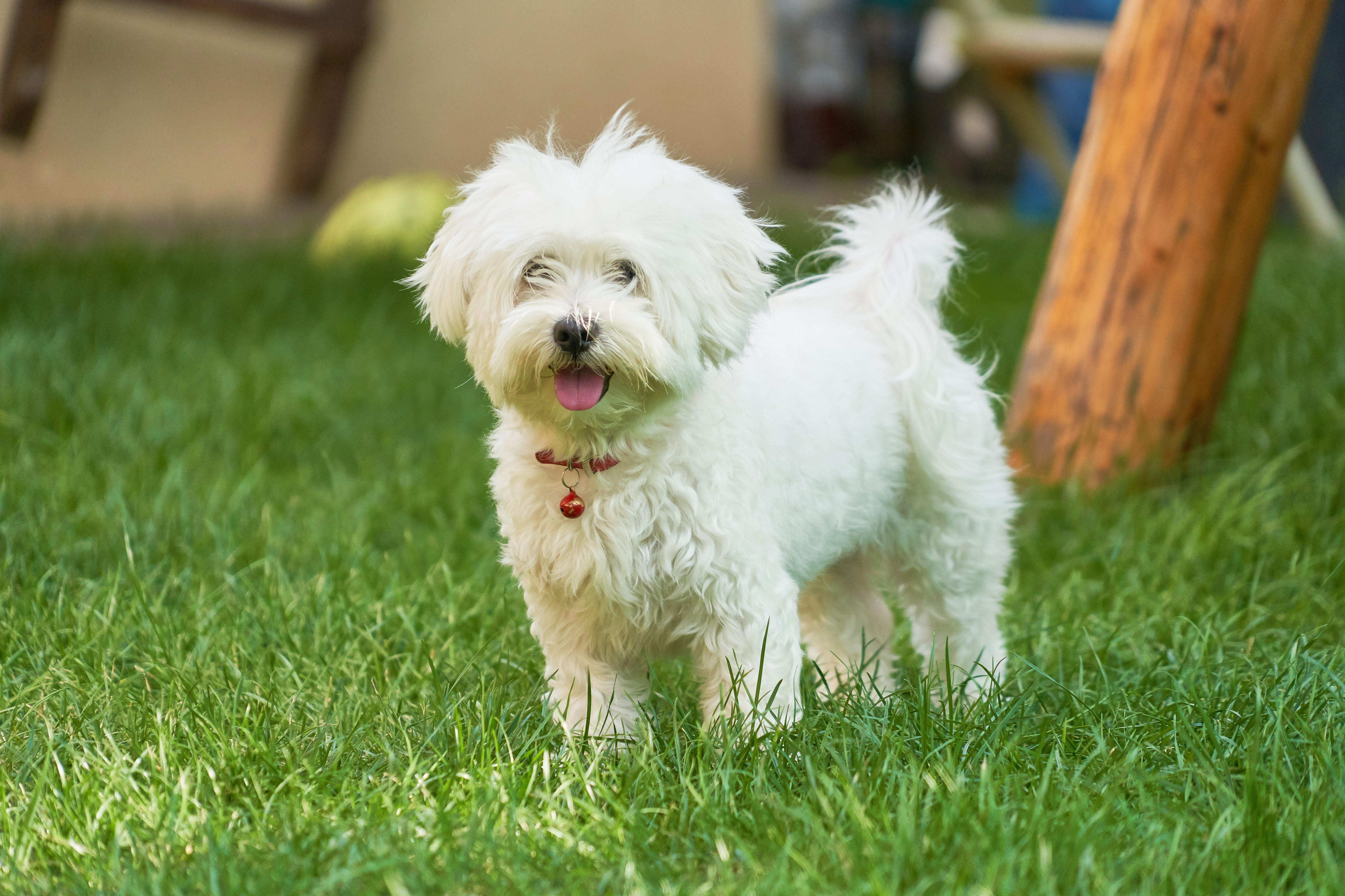 how do you keep a maltese clean