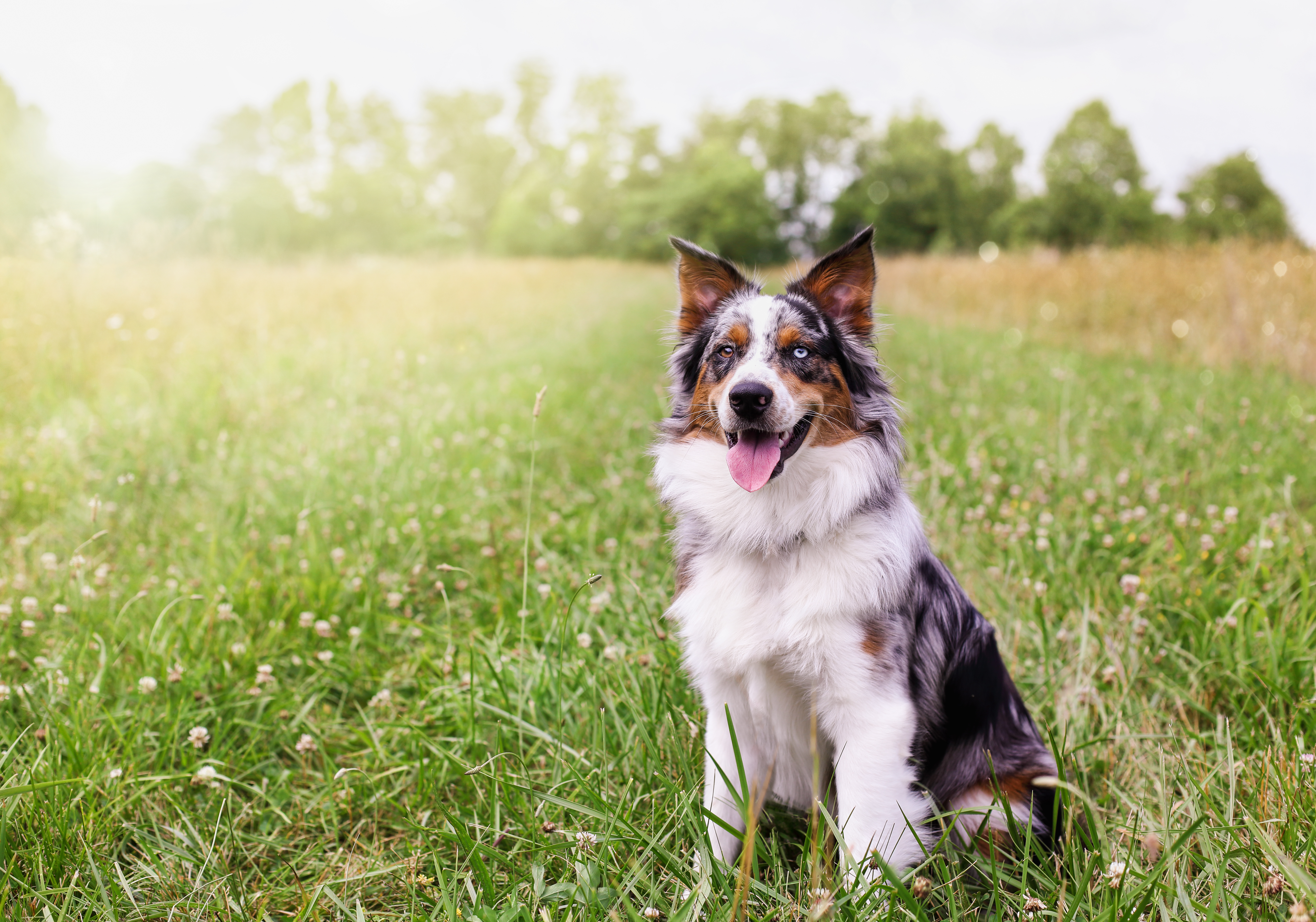 can a australian shepherd jump over 4 feet