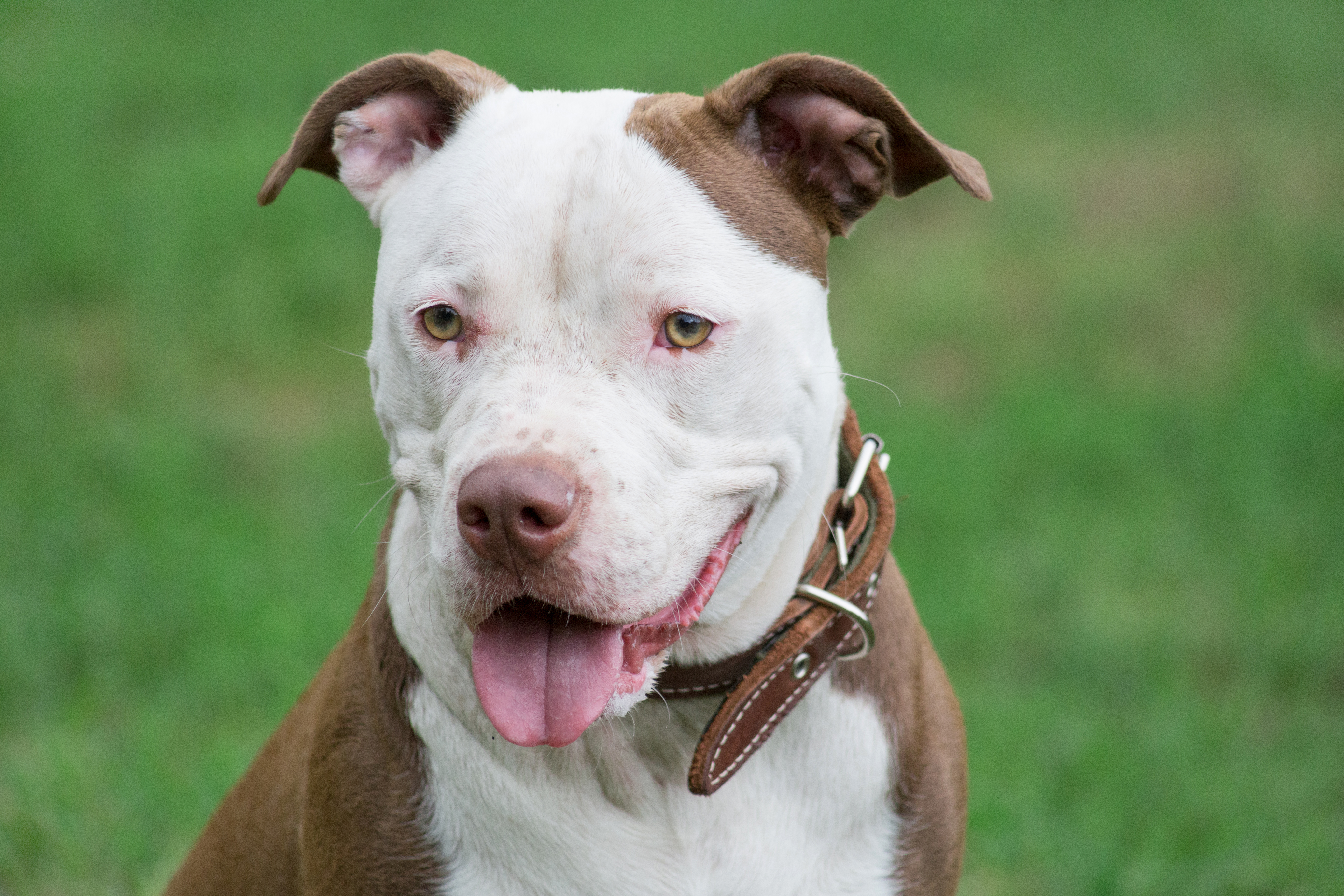 are american pitbull terrier akc recognized