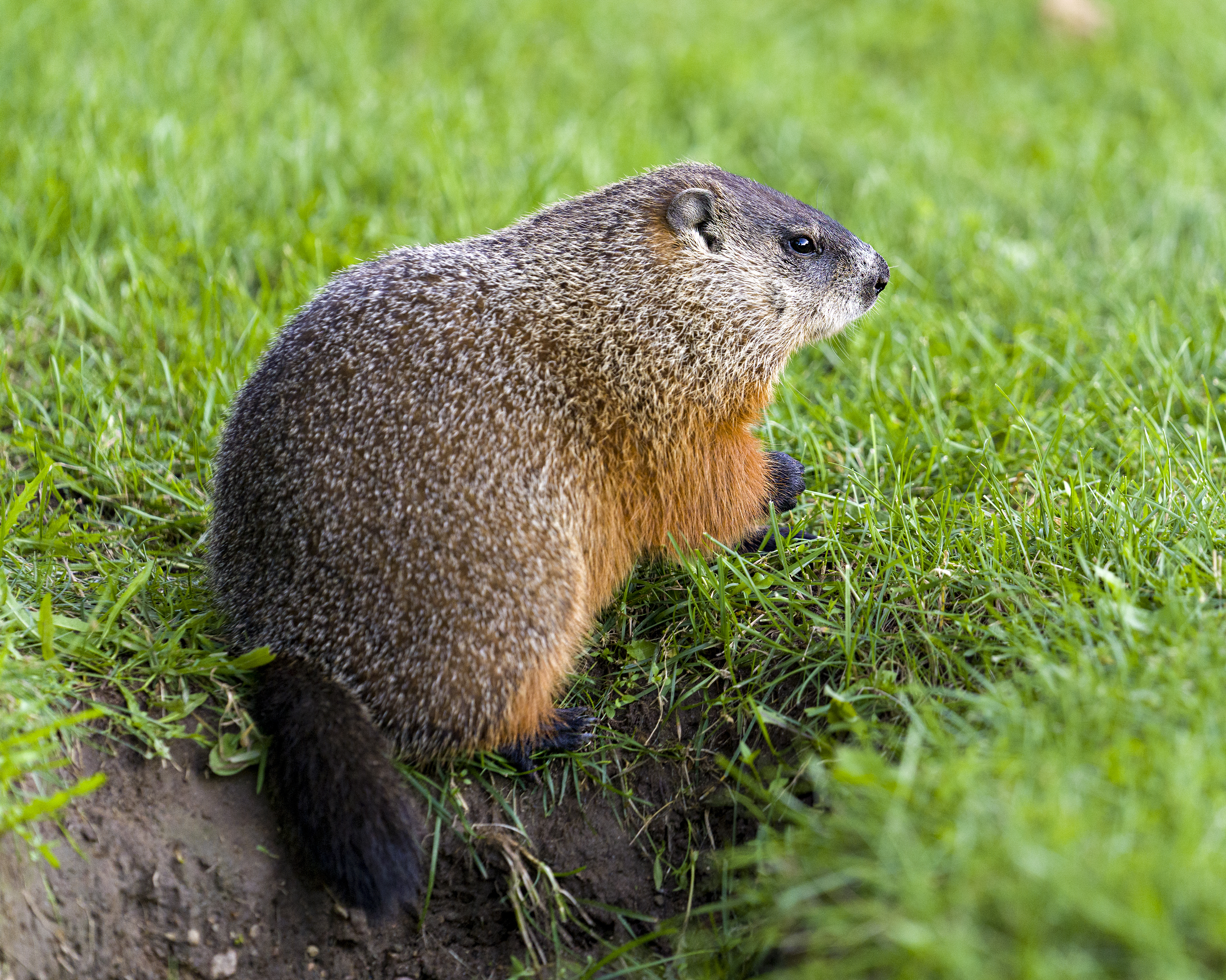 How to Get Rid of Burrowing Animals in Your Yard | Hunker