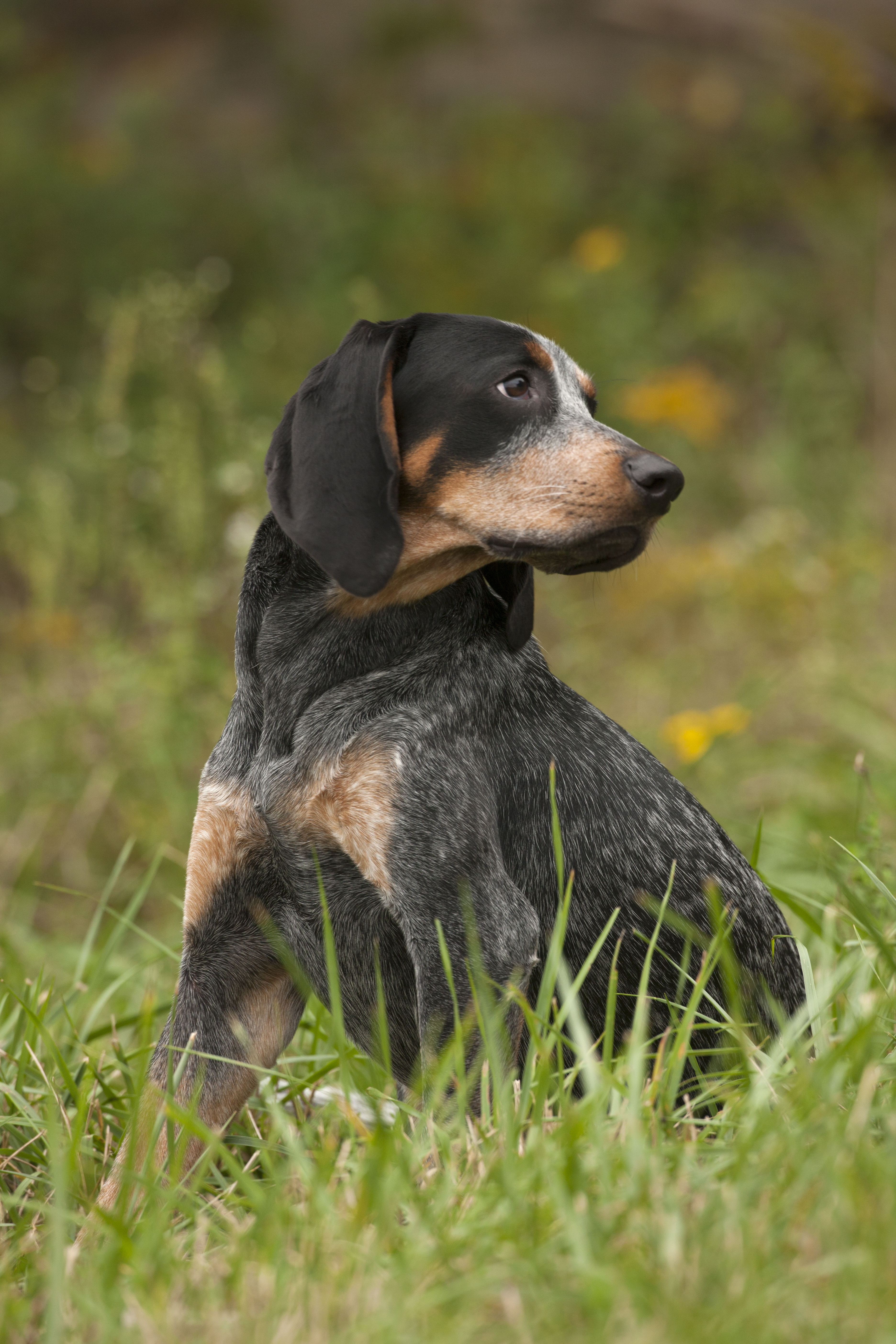 bluetick coonhound is ill with respiratory signs