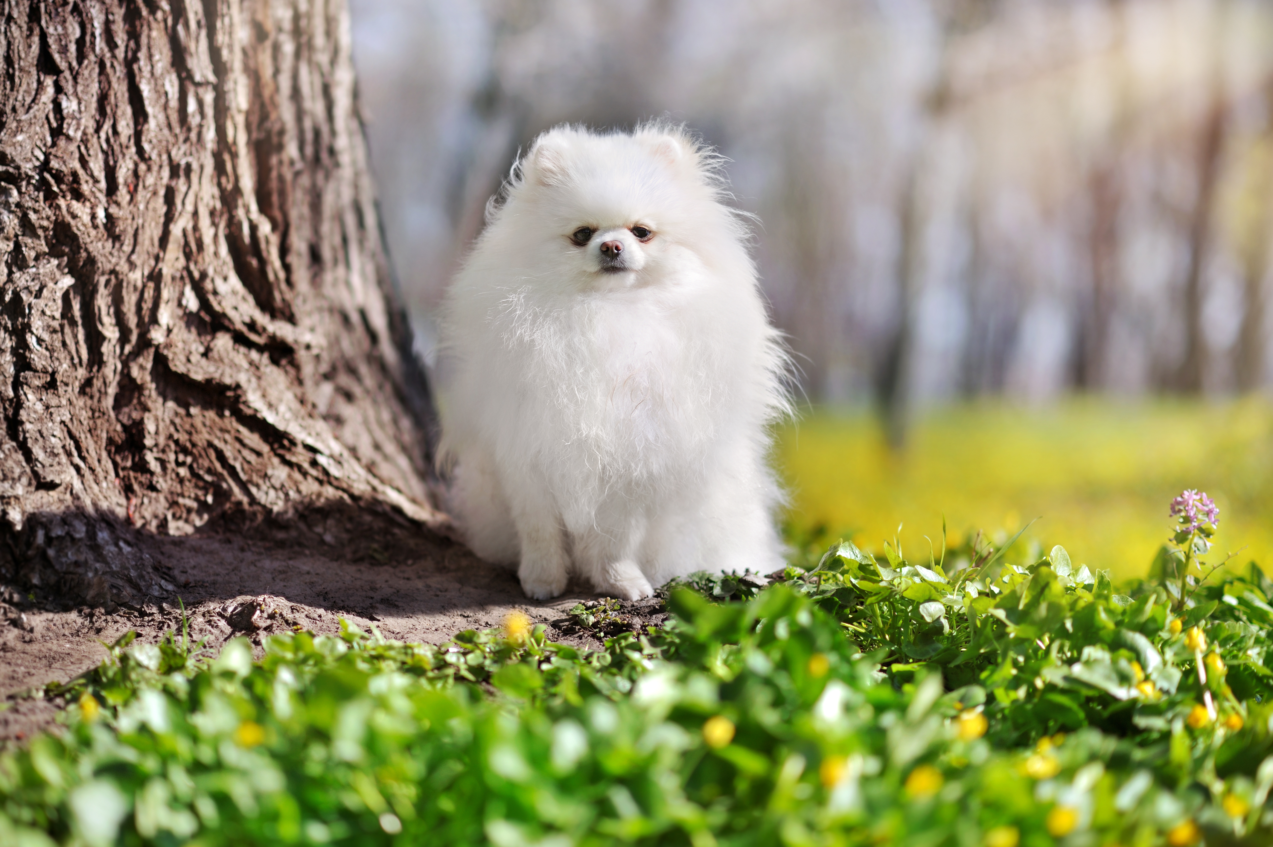 why do pomeranians lose their hair