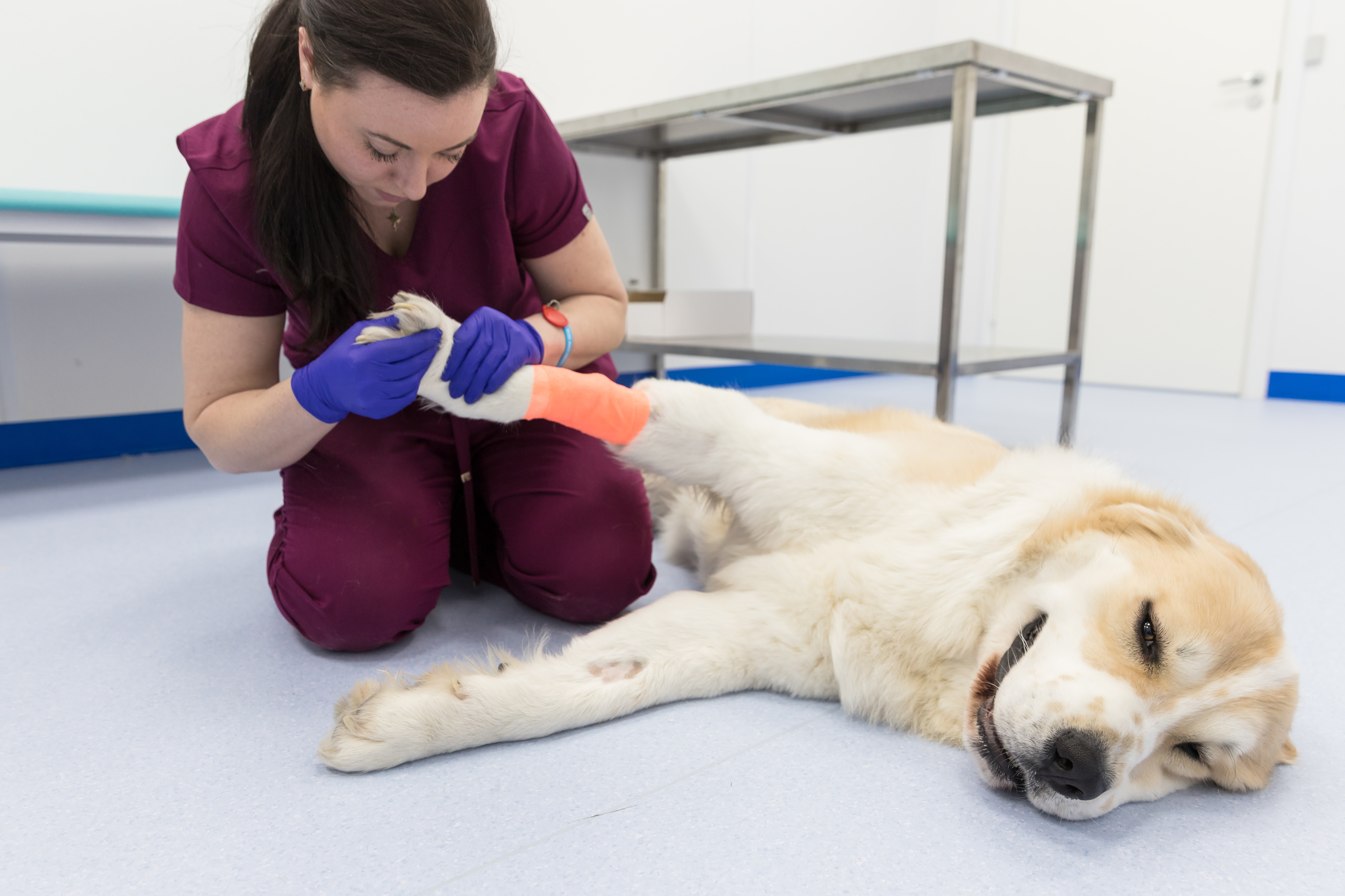 what causes open wounds on dogs
