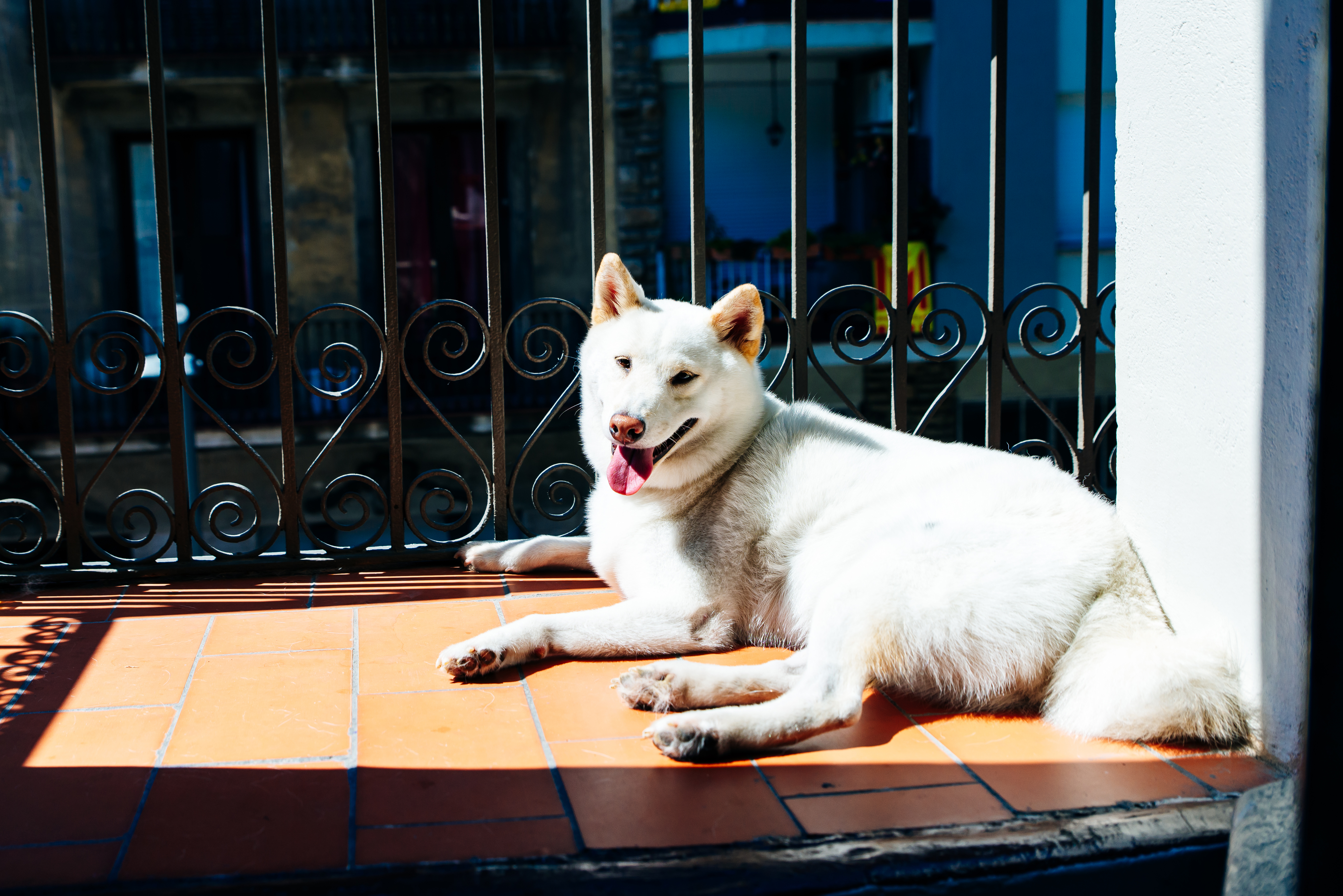 can you keep a dog on a balcony