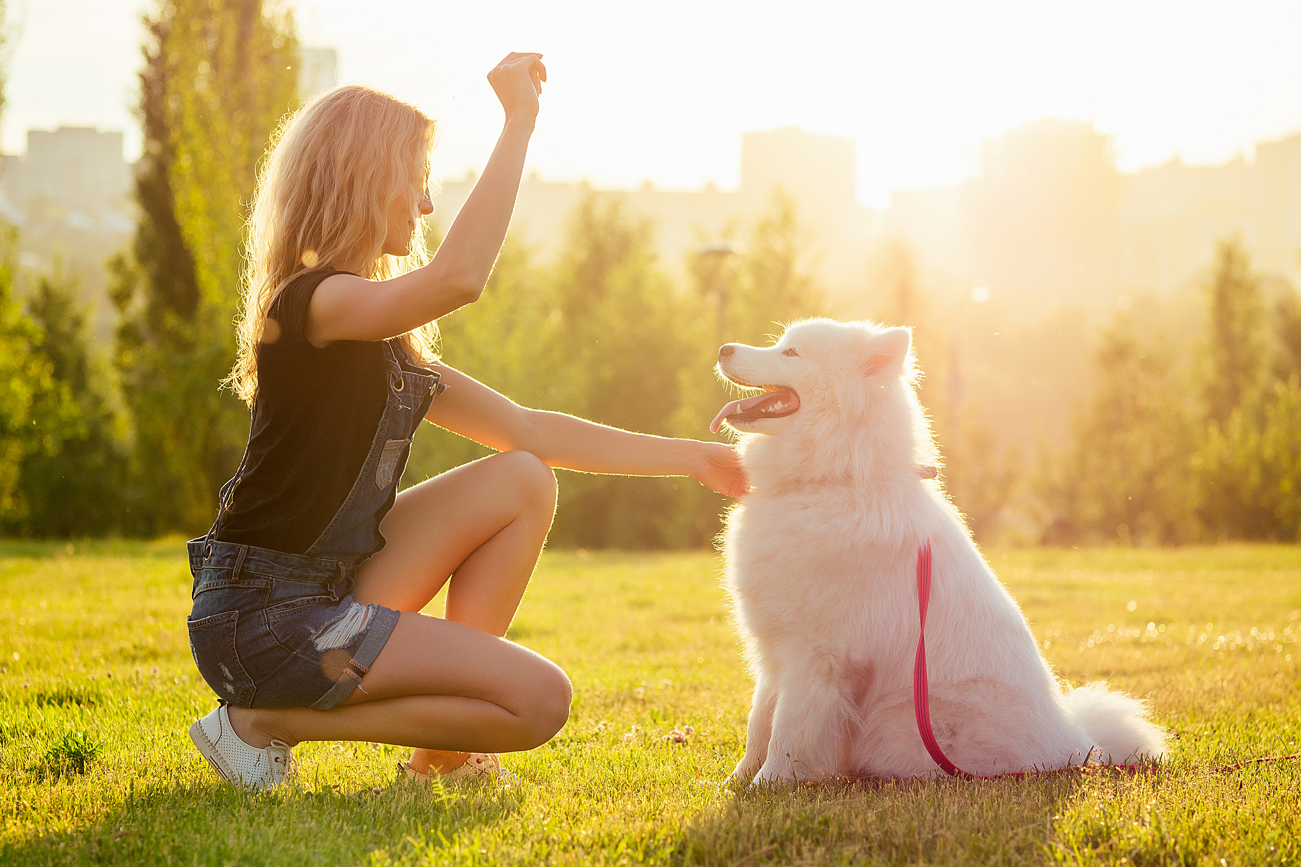 can cropping dogs tails to short cause prolapse rectum