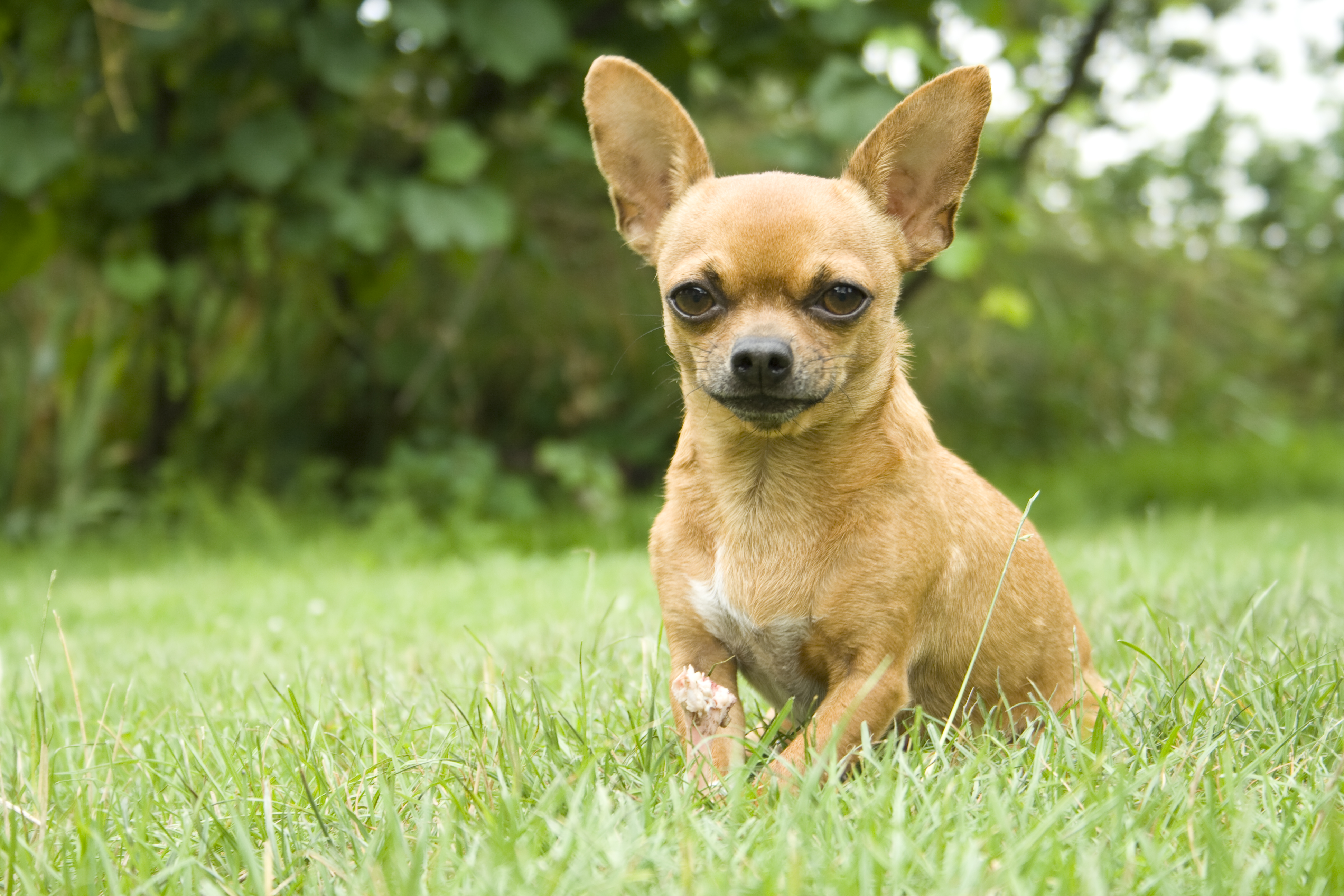 how old is a chihuahua full grown