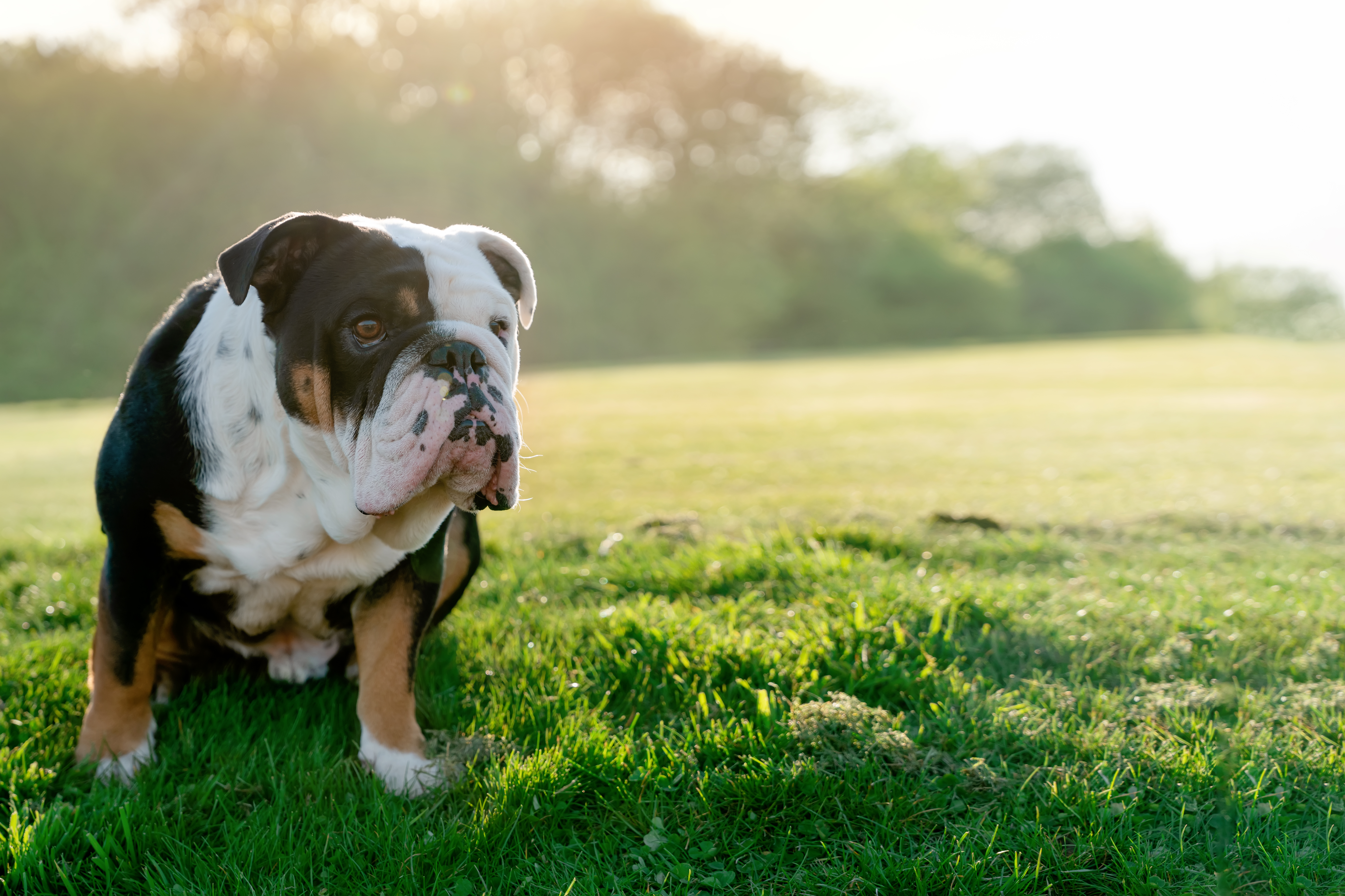 how many days are english bulldogs pregnant