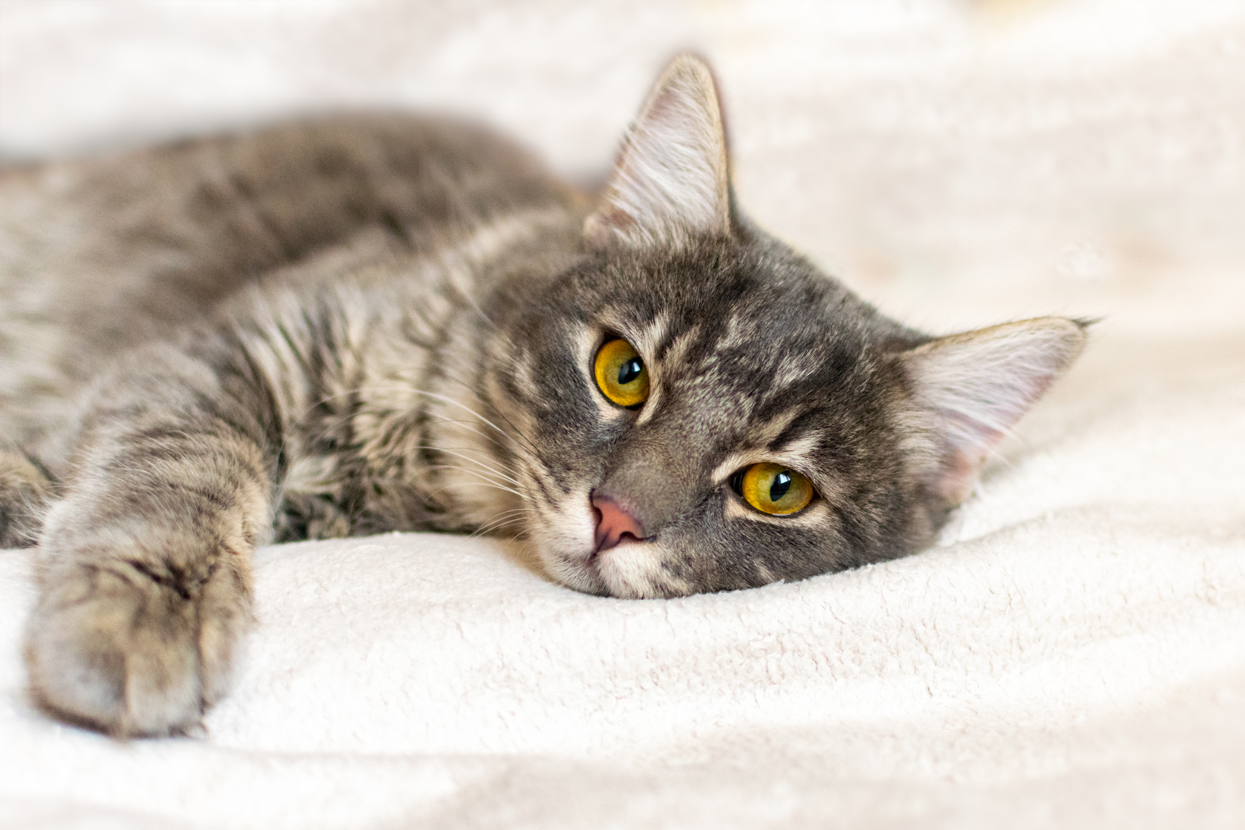 Types Of Decongestants For Felines Cuteness