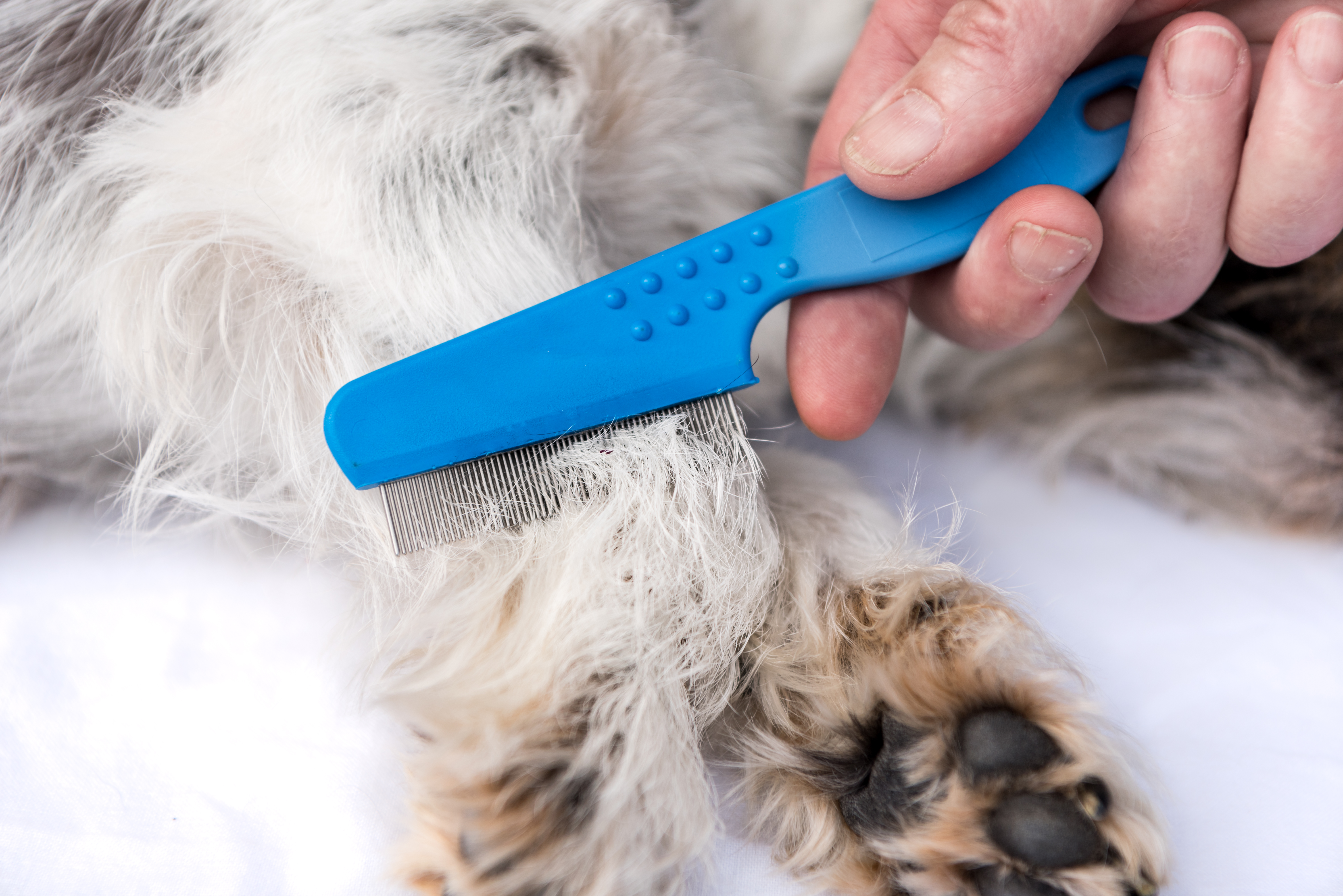 how often should you bathe your dog with fleas