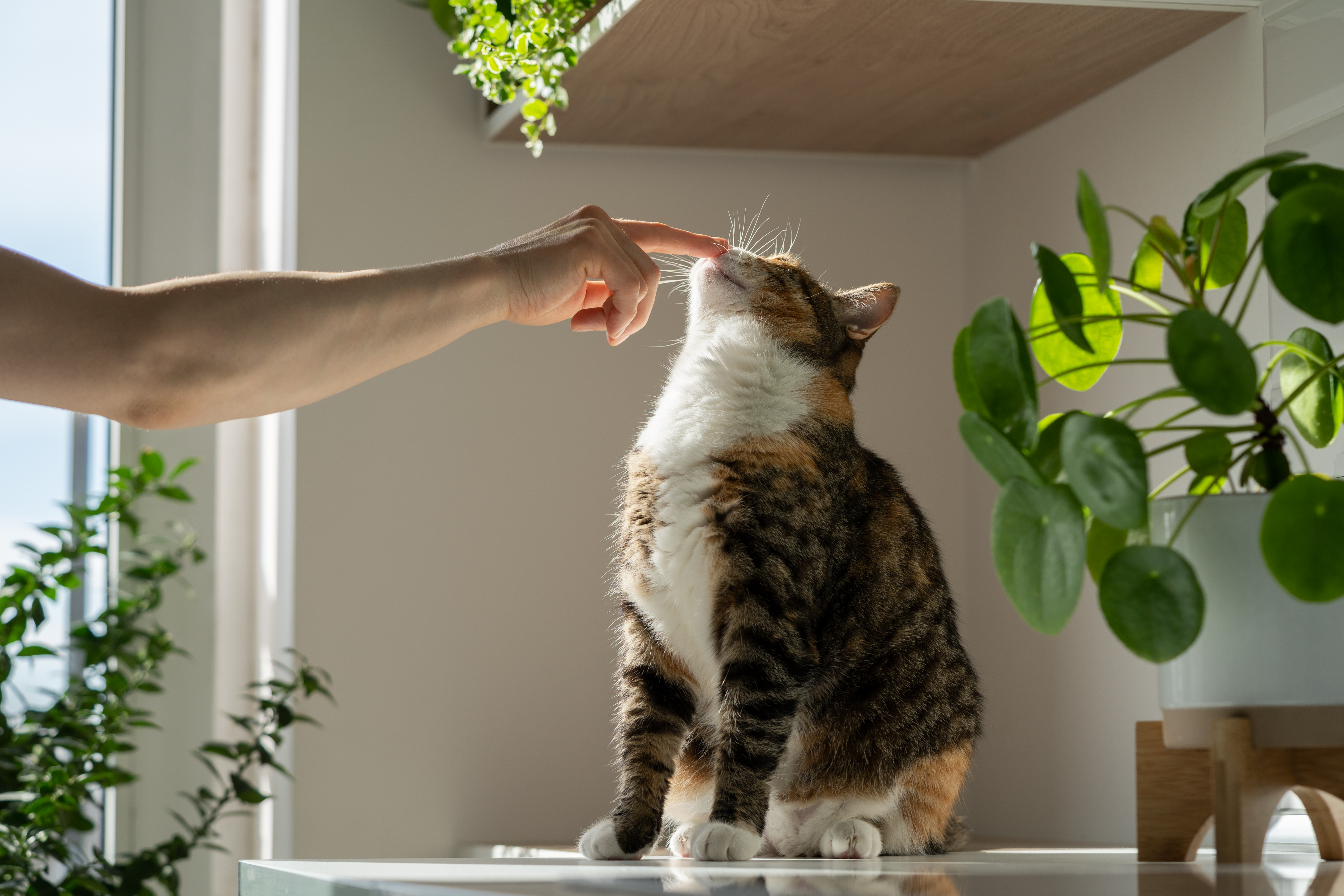 Everything You Should Do Your First Week With Your New Cat