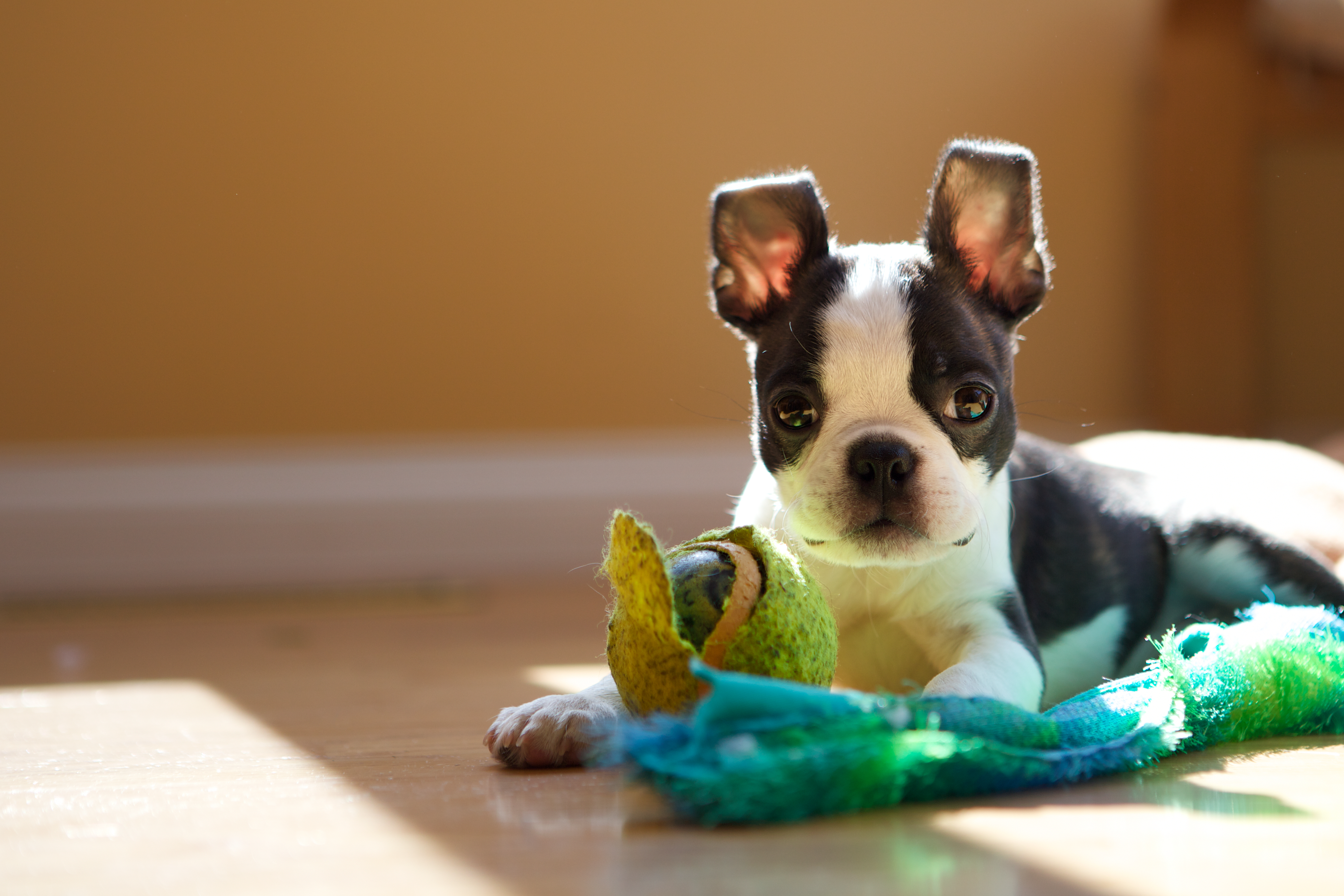 how do you start puppies on solid food