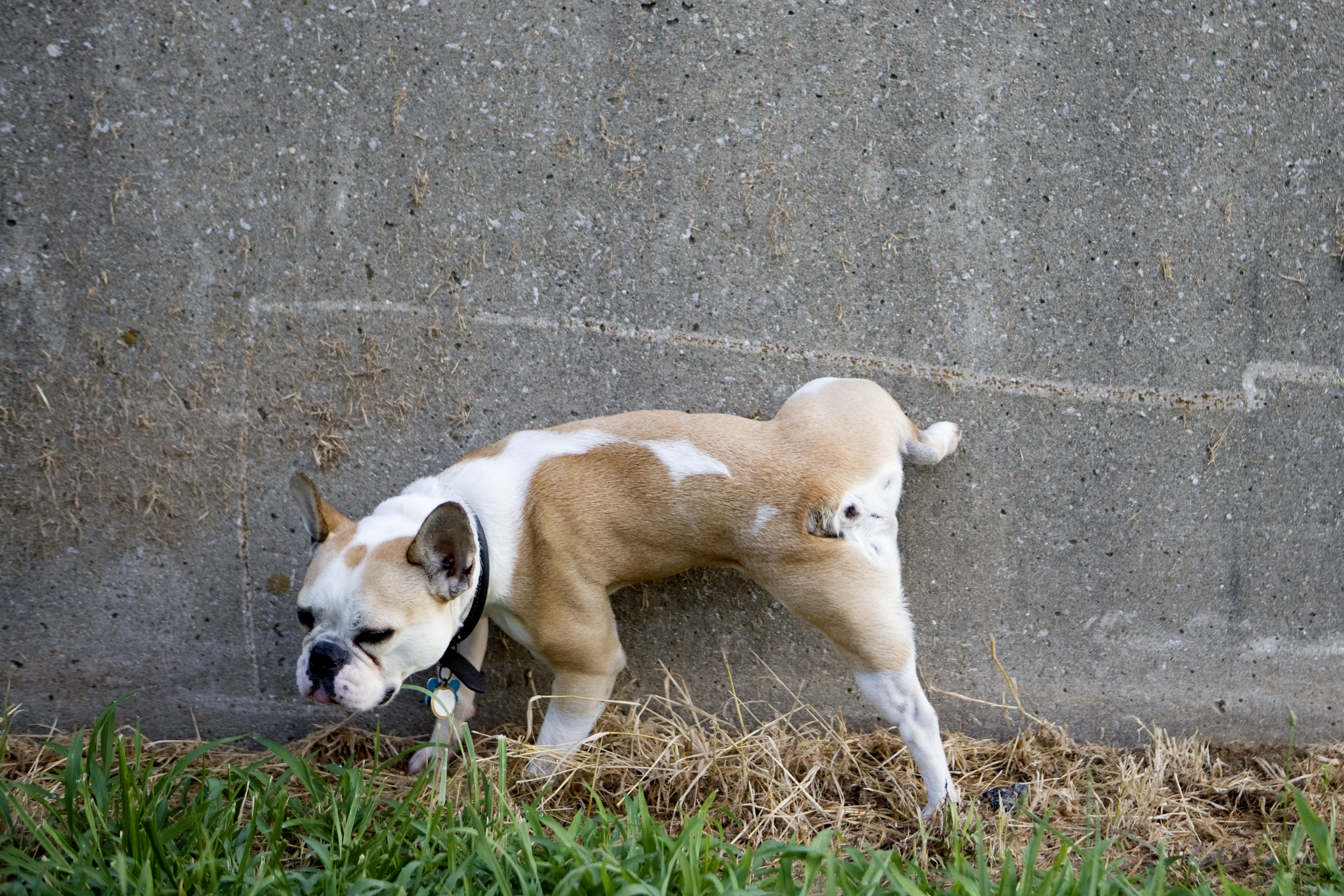 how do i stop my dog from peeing on the concrete