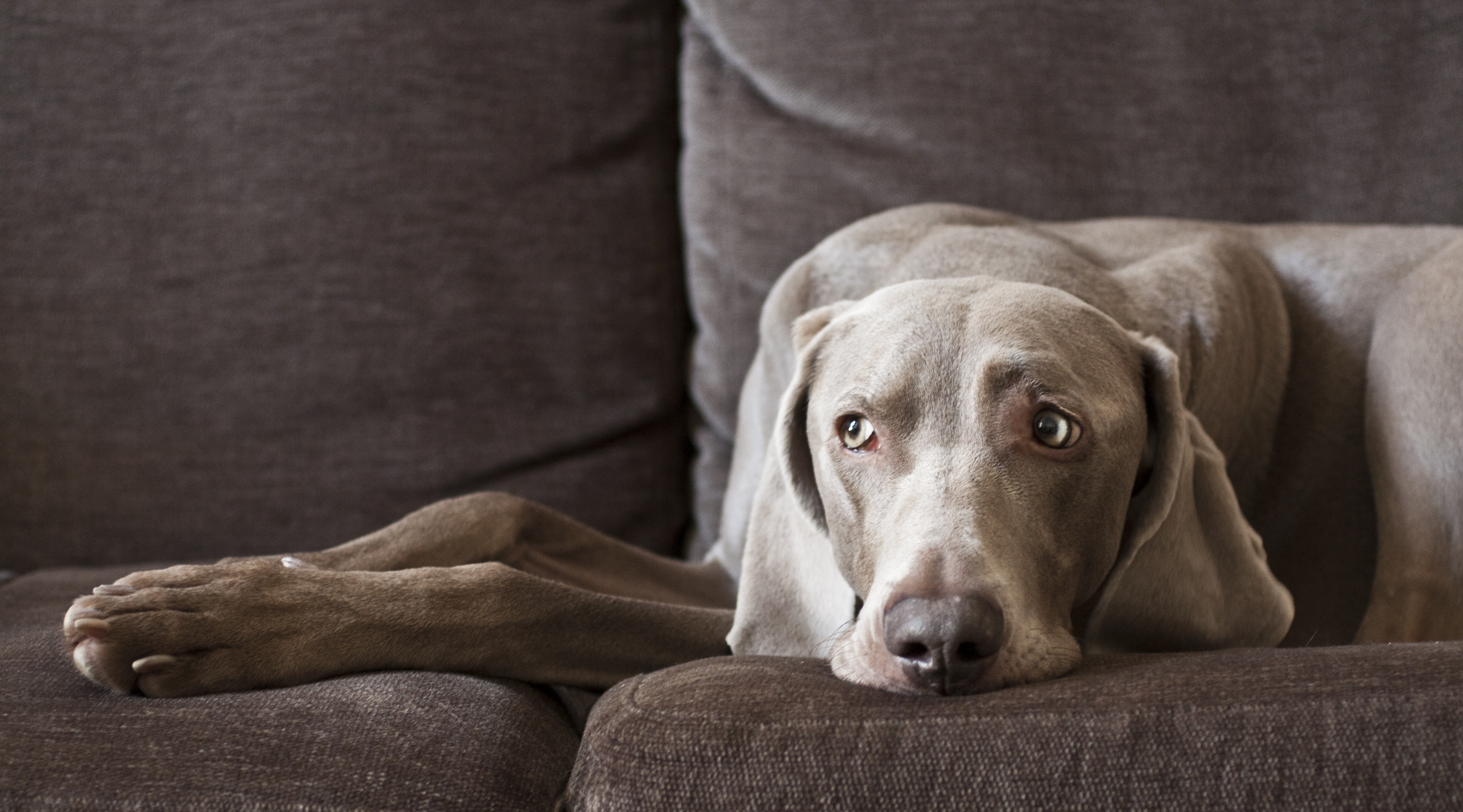 how to stop dog from peeing on couch