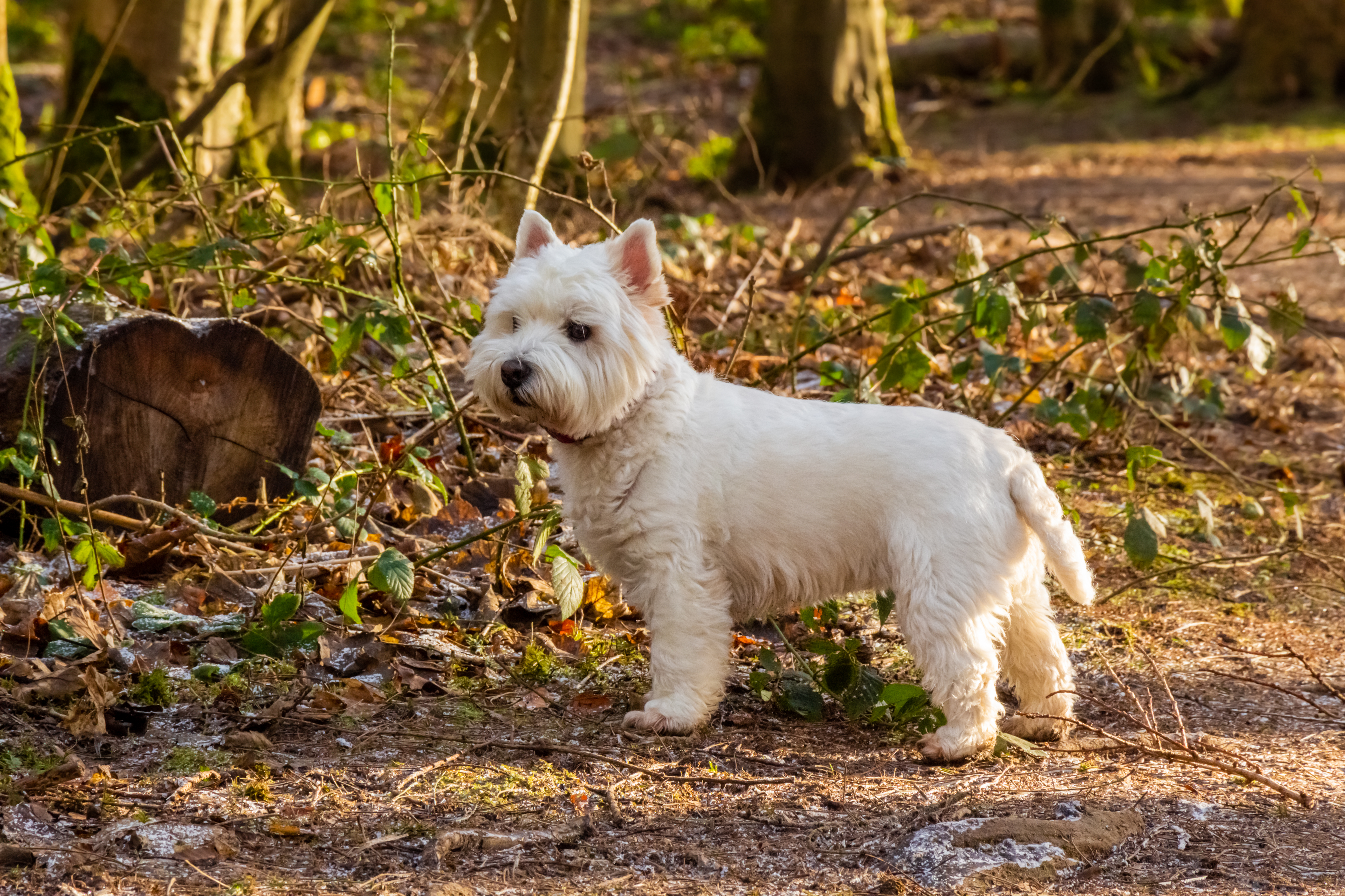 is cherry tree bark toxic to dogs