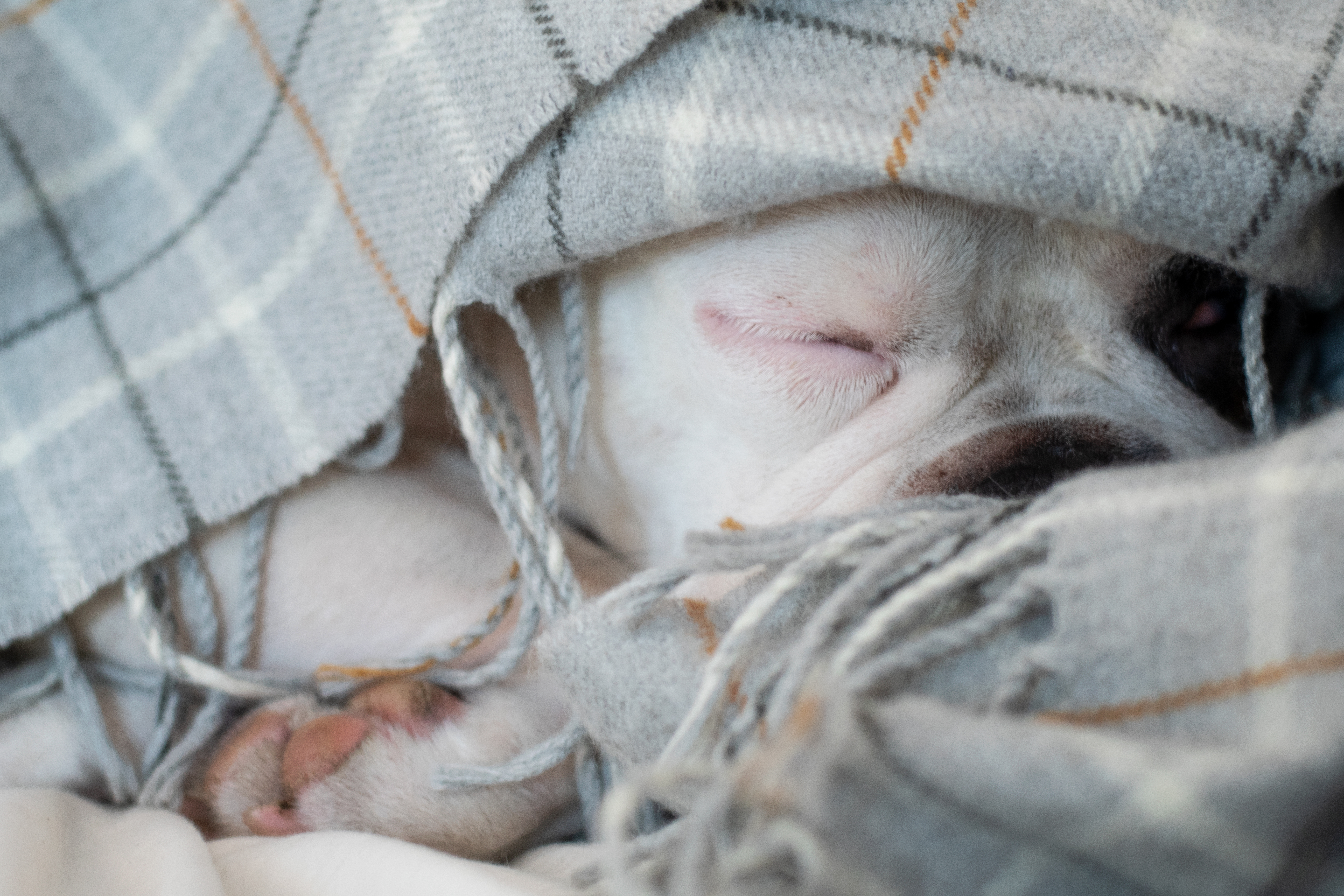 Do Dogs Sleep More In The Winter Cuteness