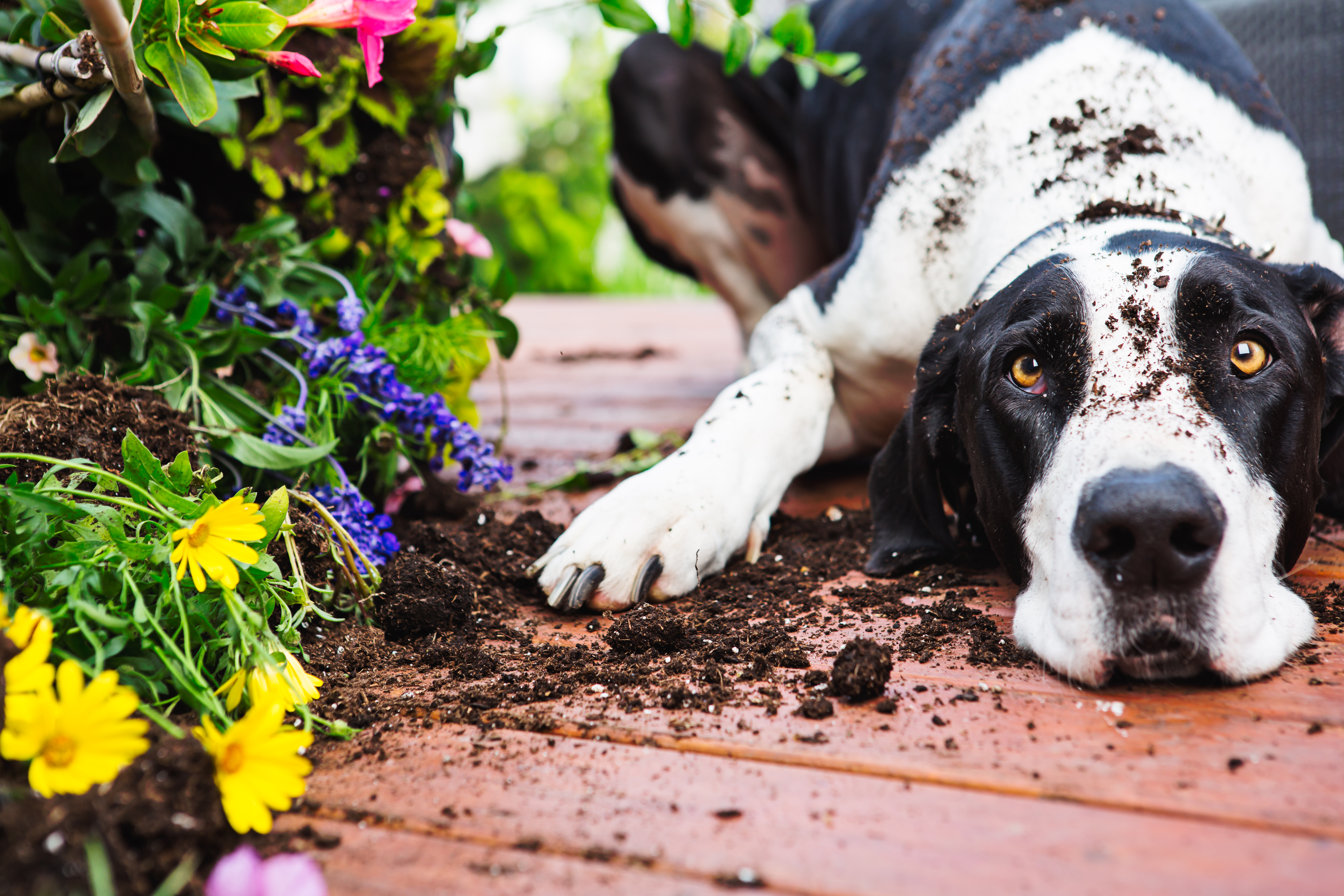 how to stop a dog having a panic attack