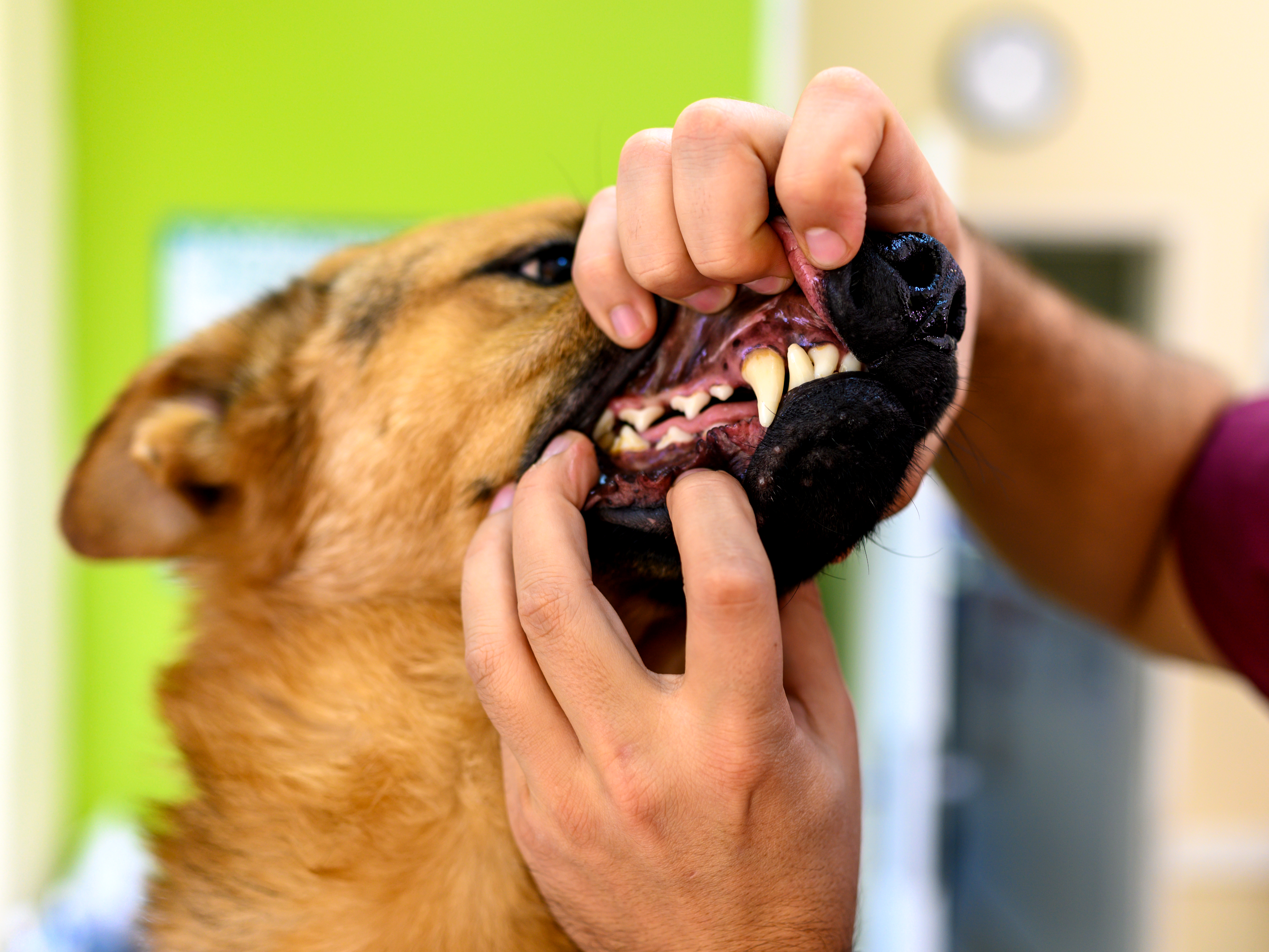 Wolf & Dog Teeth Comparison | Cuteness