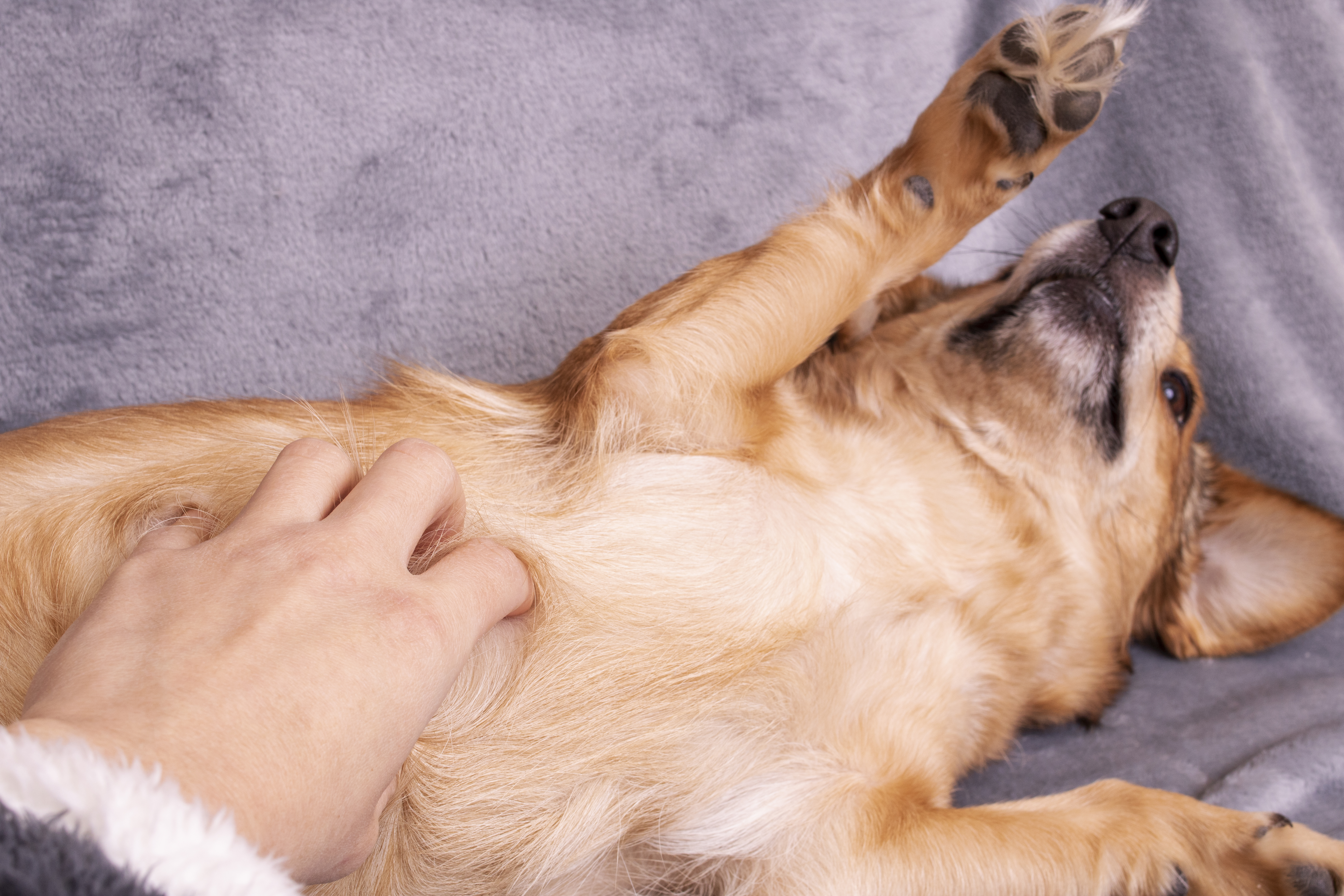 how do you find a ticklish spot on a dog