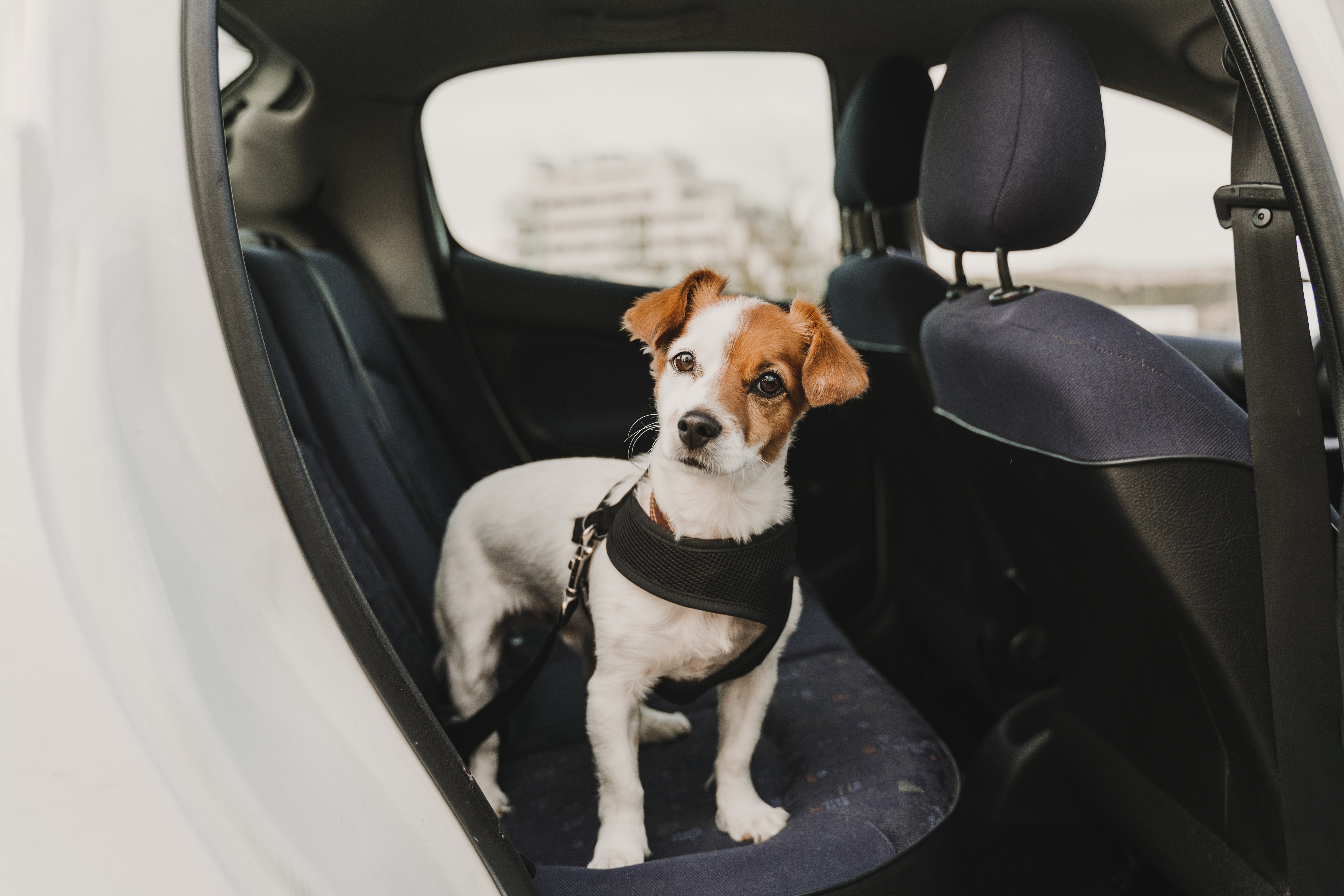 how long can a dog travel in a car