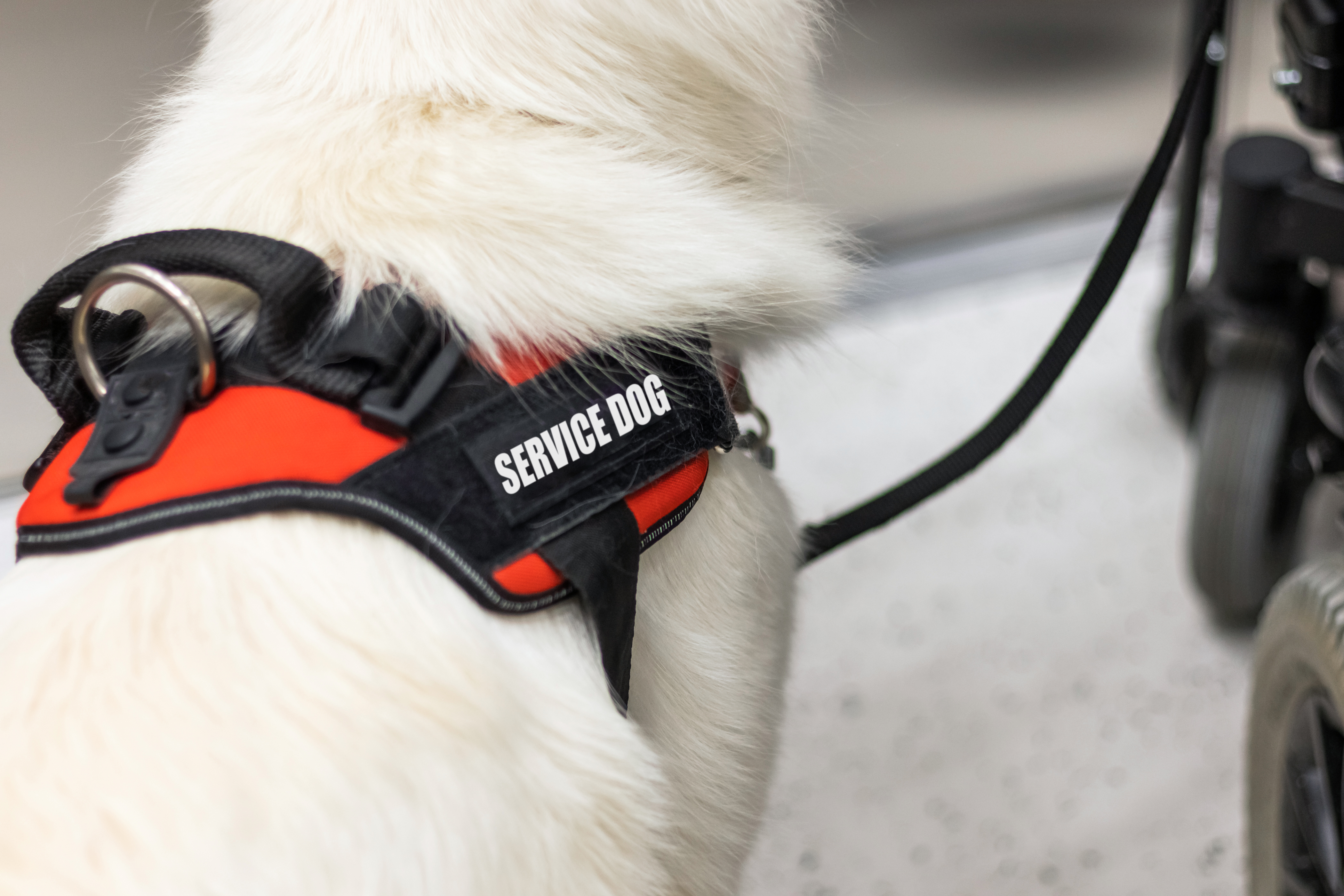 are service dogs in training covered in california