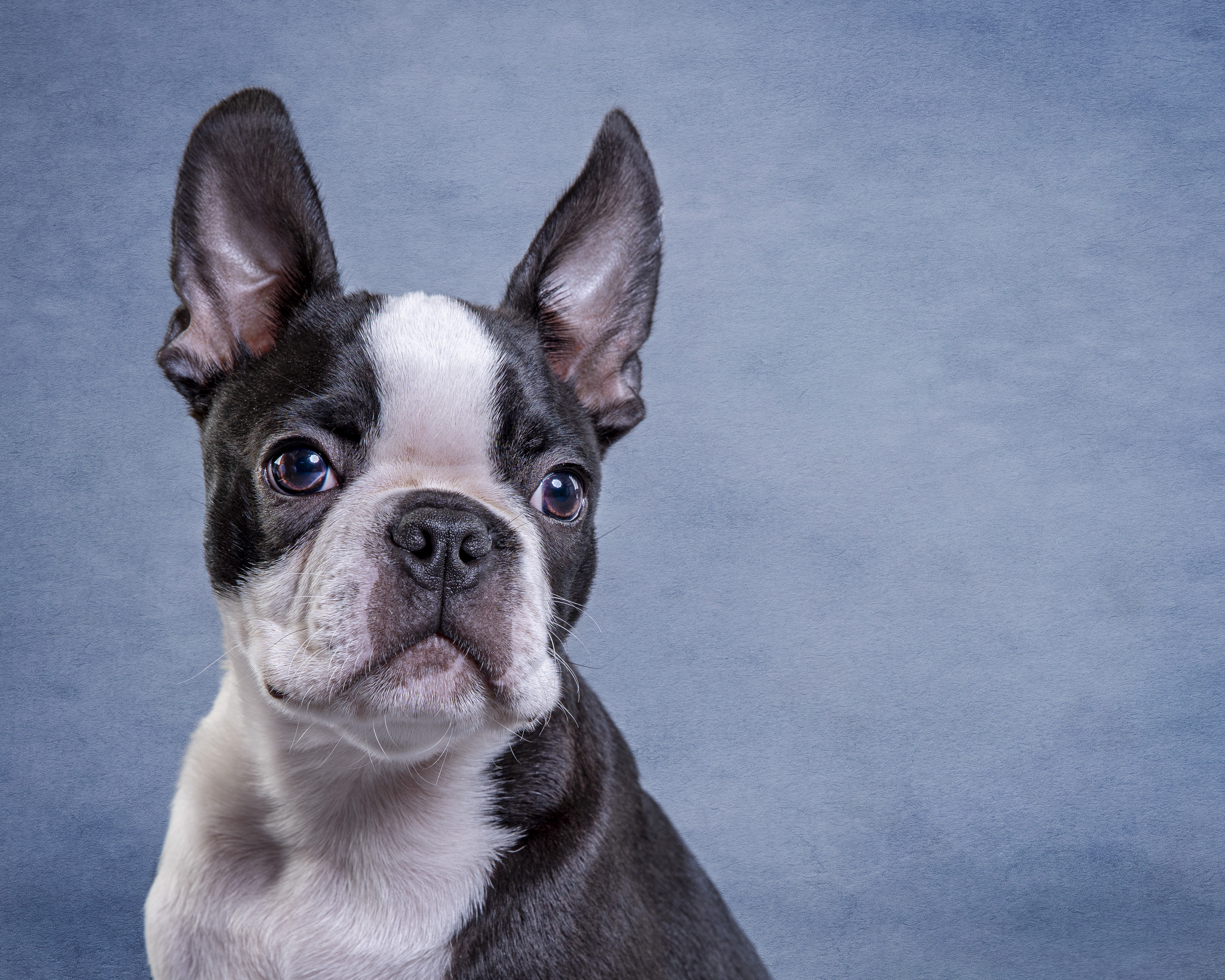 do boston terriers have eye problems