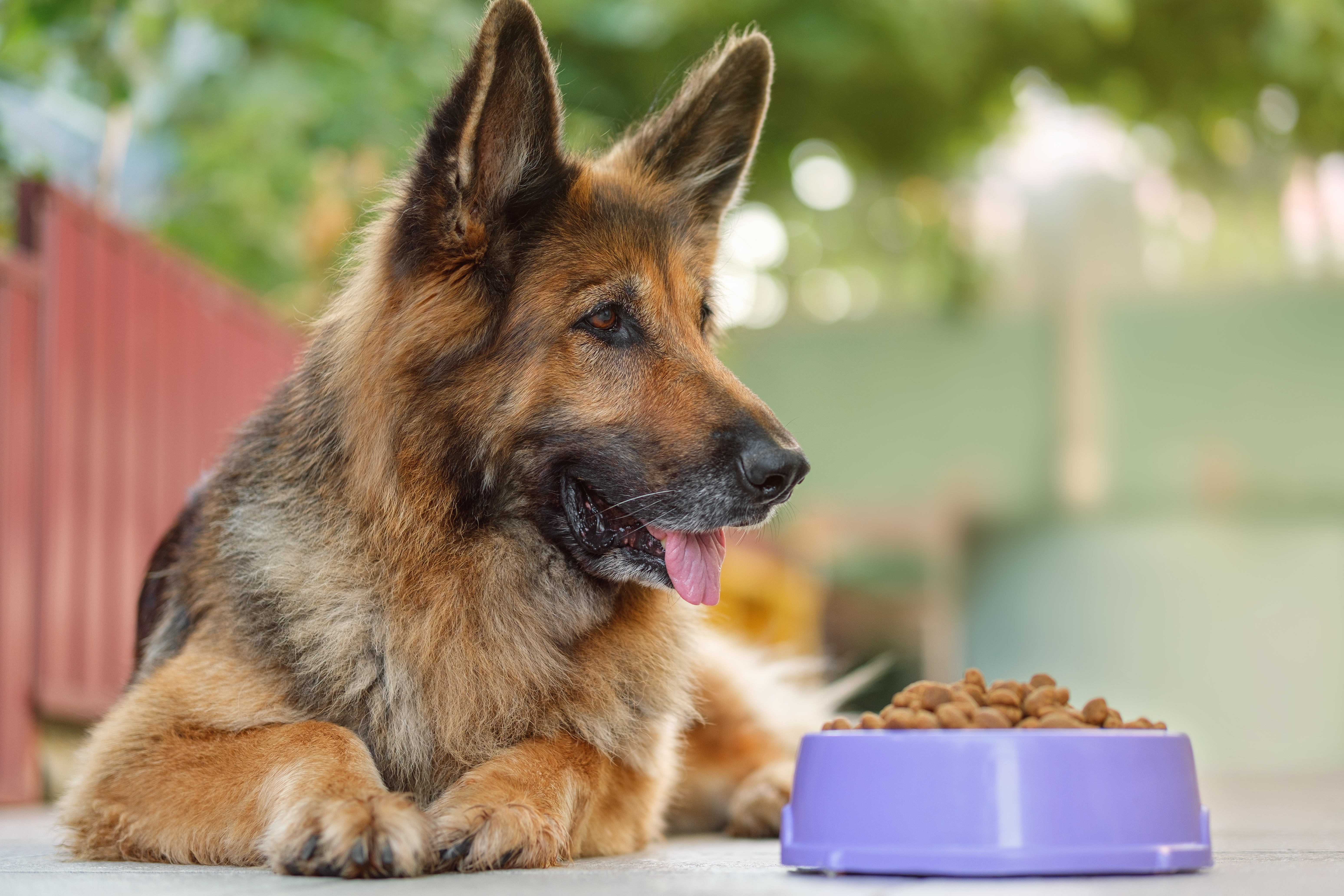 how long can dogs live with diabetes