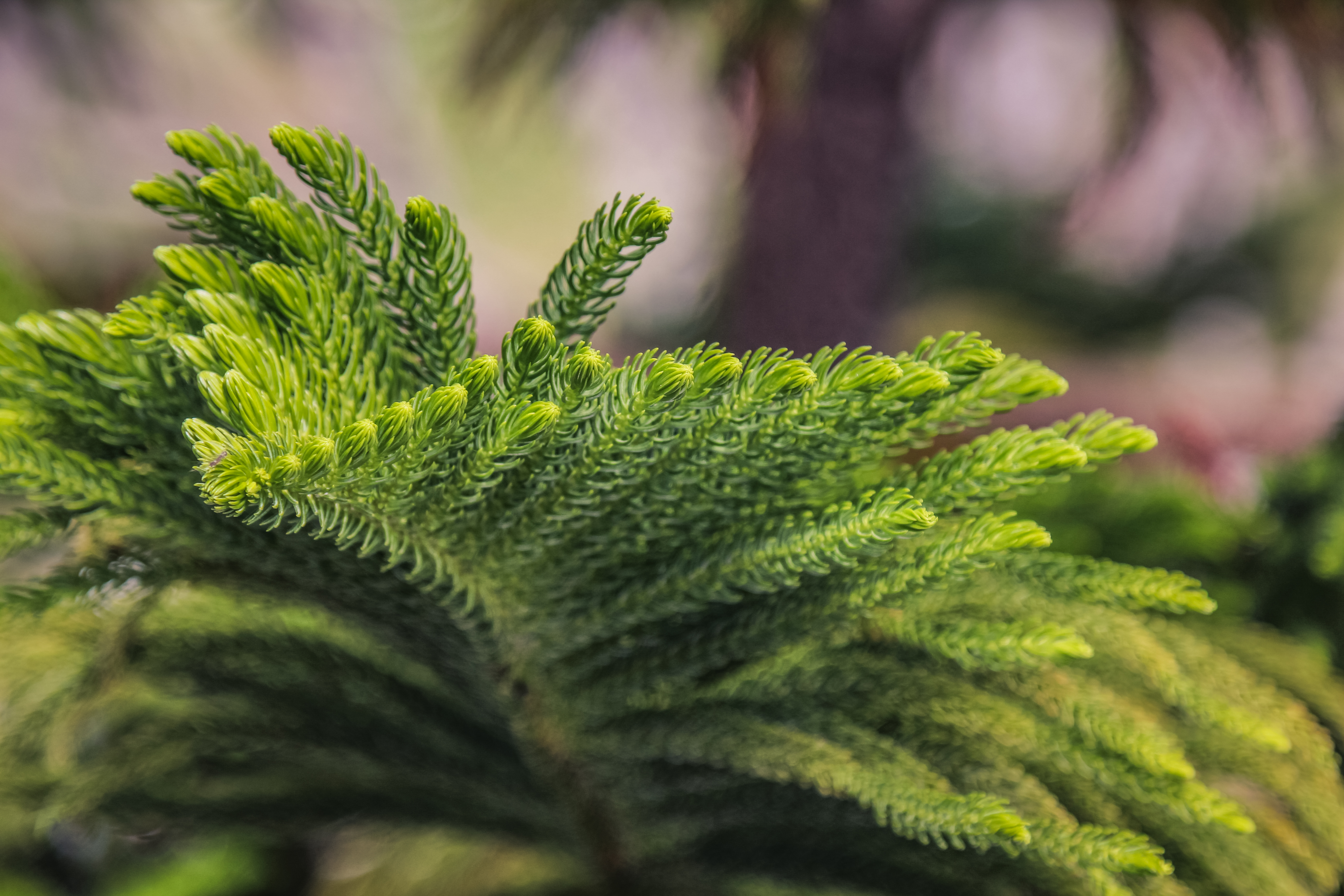 The Lower Leaves Are Turning Yellow On My Norfolk Island Pine Hunker