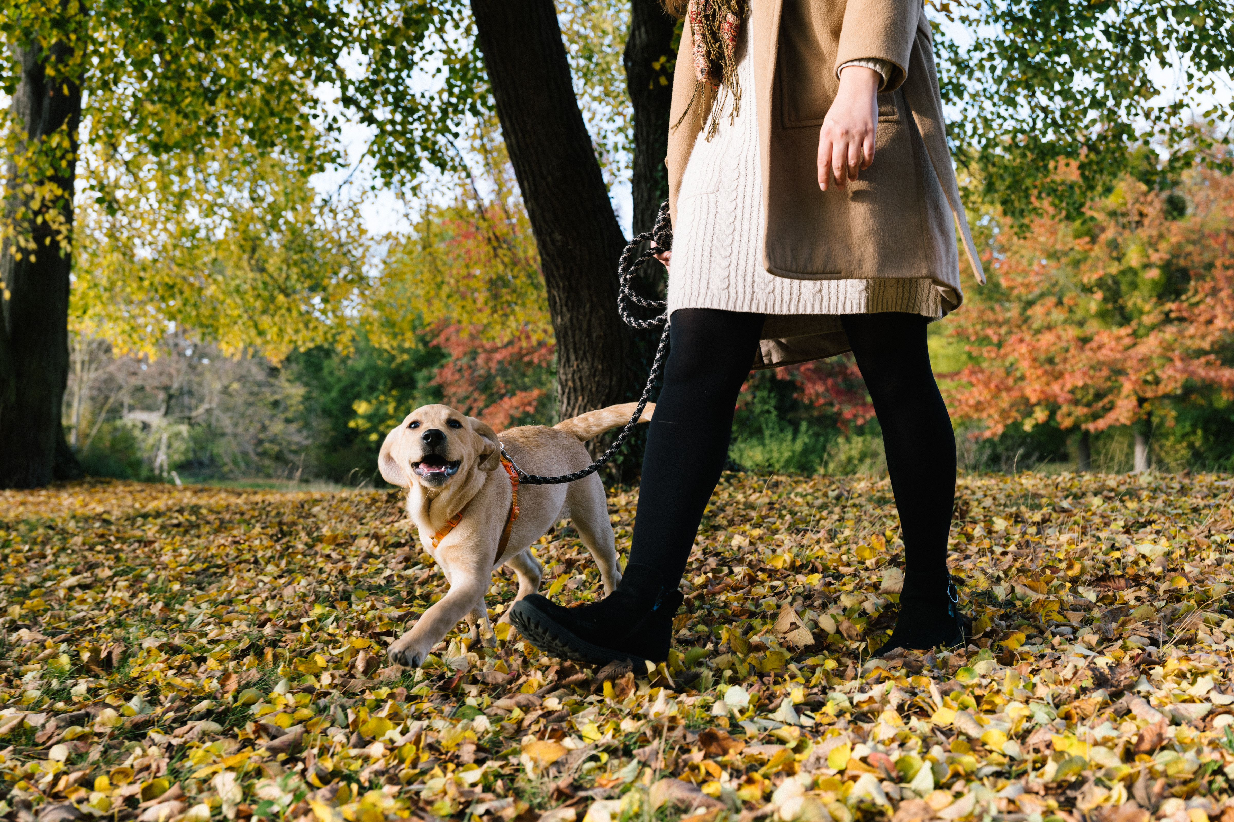 how to keep a dog from scratching sock