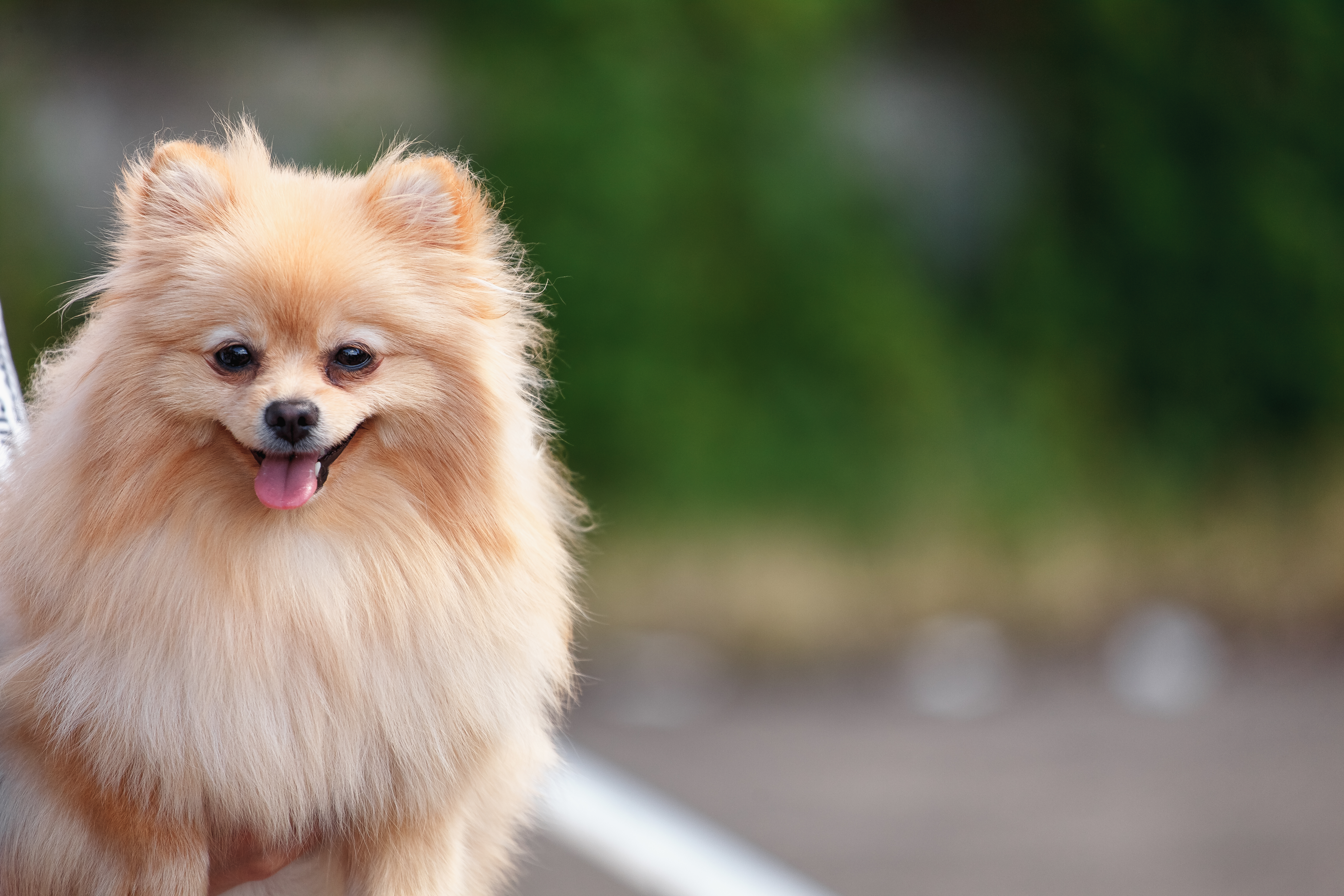 How to Make a Pomeranian's Hair Grow Better | Cuteness